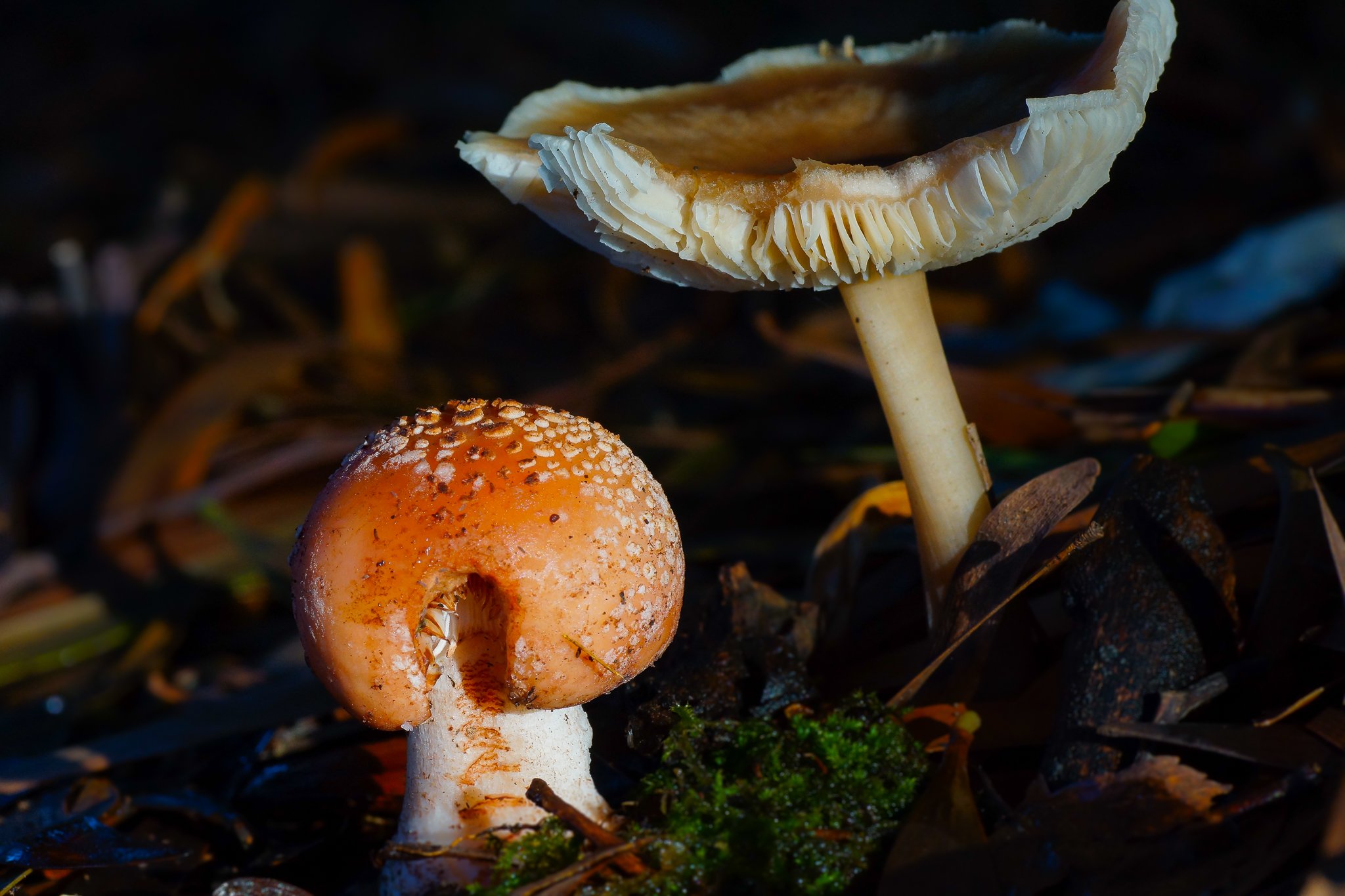 Красивые съедобные грибы