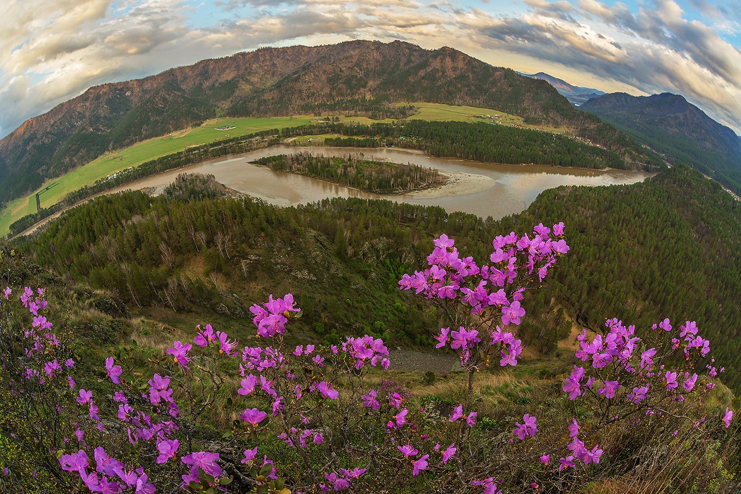 Алтай растения фото