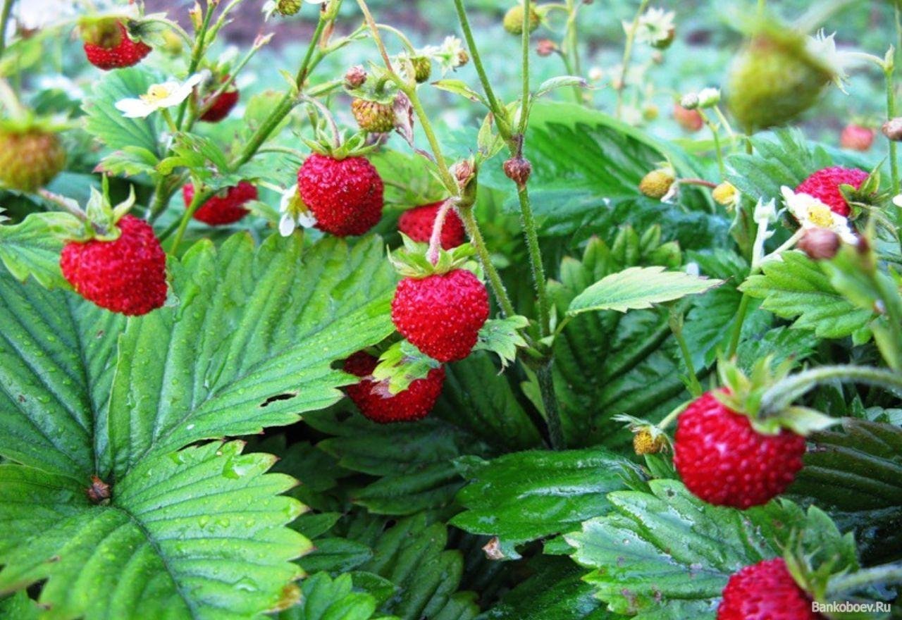 Фото земляники в лесу. Земляника Лесная (Fragaria vesca). Ракша Земляничная Поляна. Fragaria orientalis, земляника Восточная.