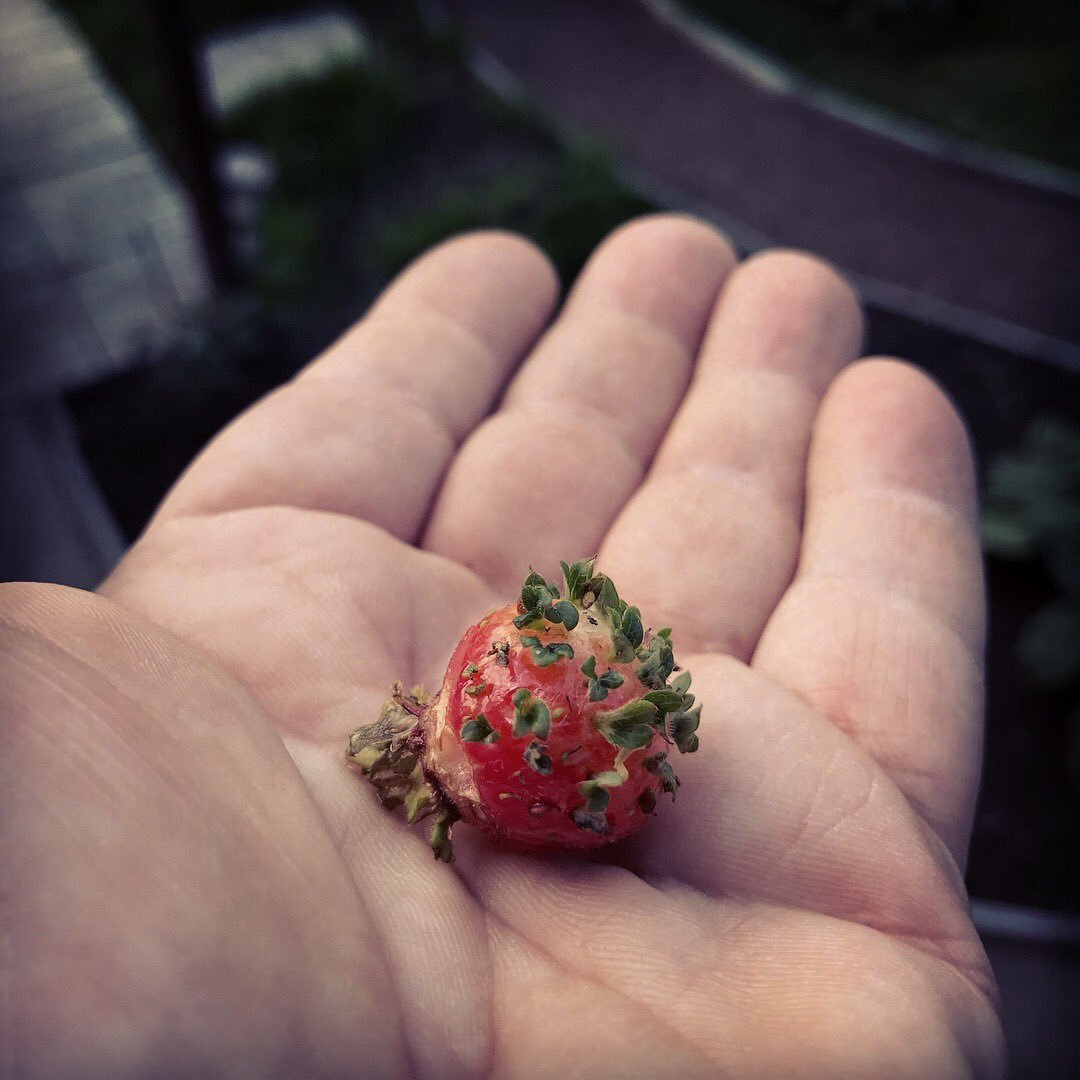 Семена земляники фото. Проросшая клубника. Семена клубники. Проросшая ягода клубники. Проросшая земляника.