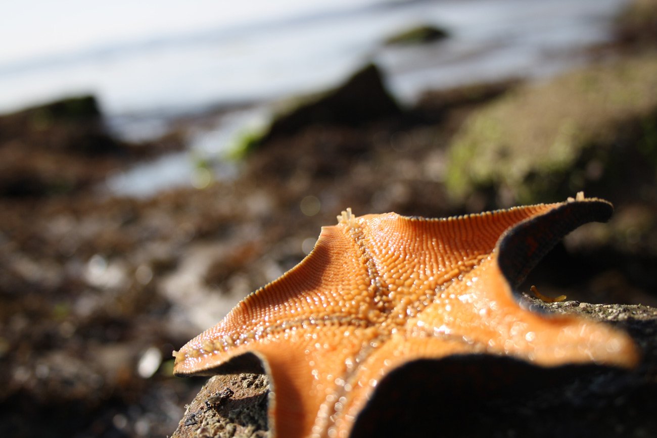 Кожа морской. Морская звезда Lunckia Columbiae. Евастерия колючая. Амурская морская звезда икра. Морская звезда дальнего Востока Приморского края.