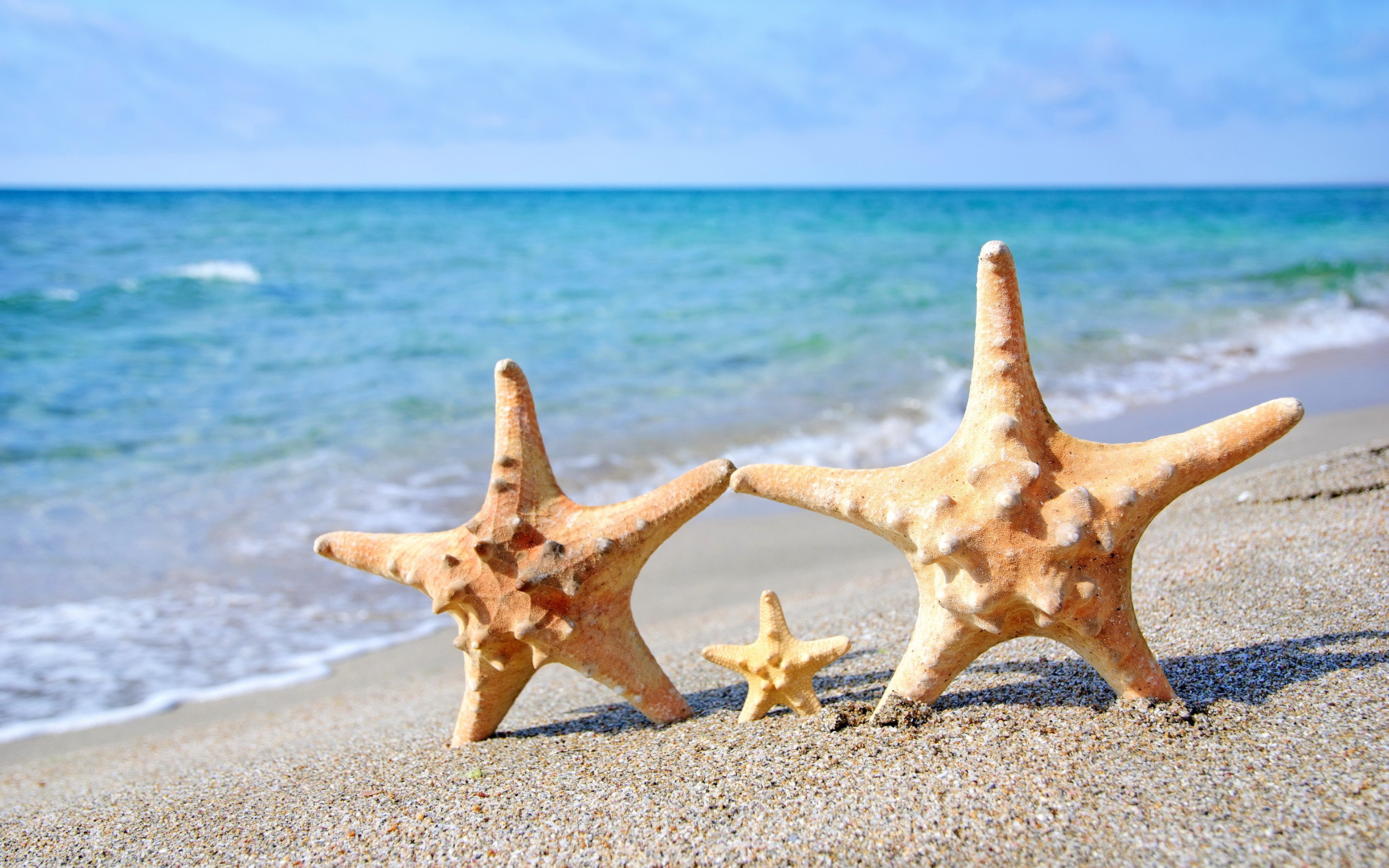 Включи звезда берег. Морская звезда. Море пляж морская звезда. Лето море. Морская звезда в море.
