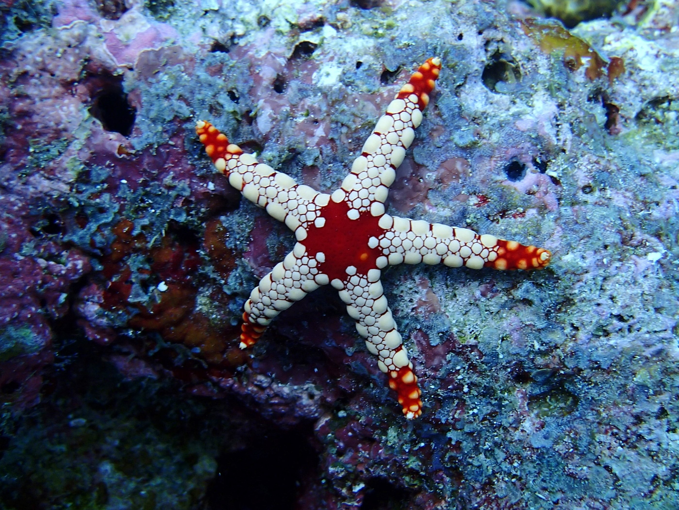 Морская звезда лежит. Морская звезда Midgardia Xandaros.. Fromia monilis. Шестиконечная морская звезда. Иглокожие морские звезды.