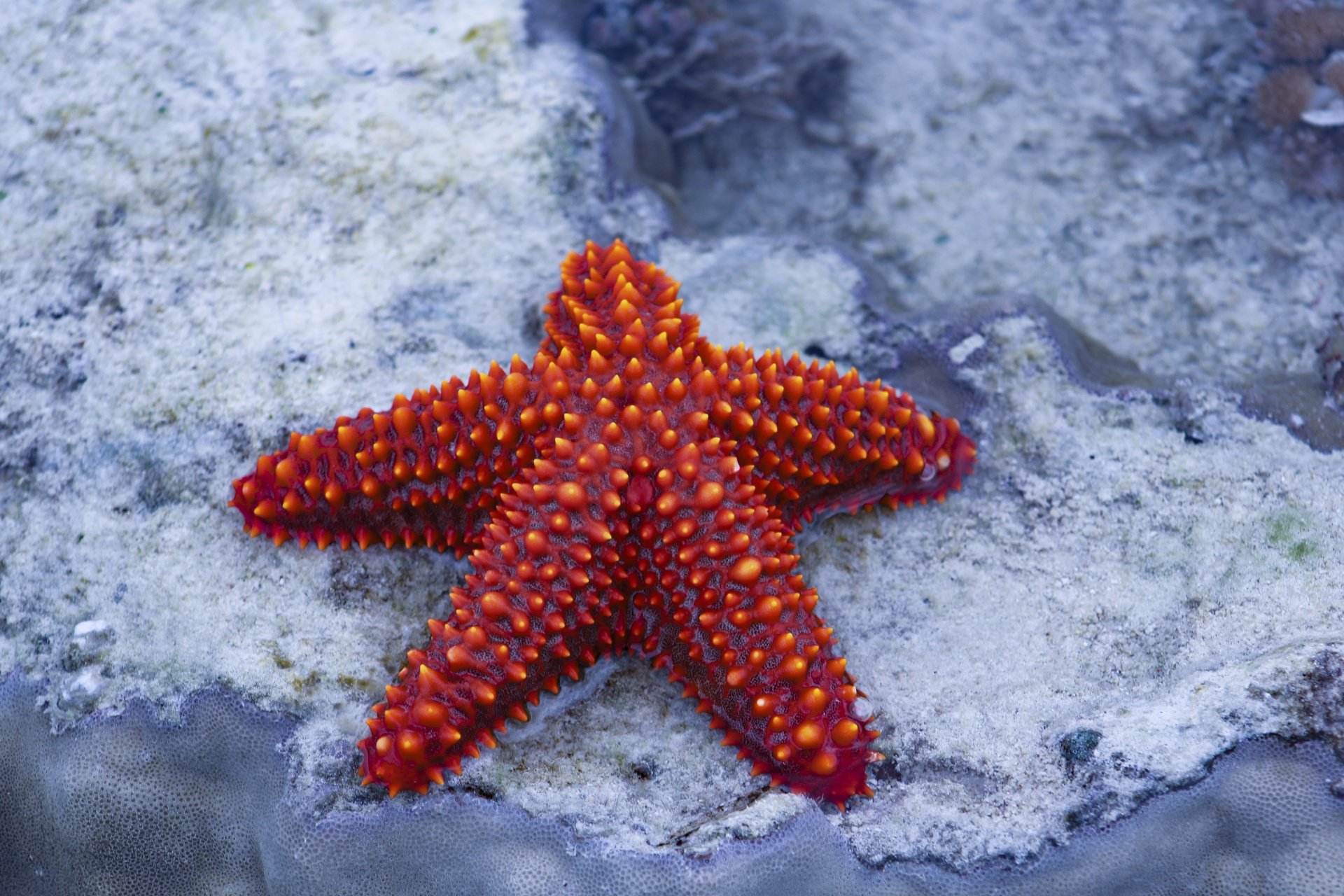 Морские звезды в каких морях. Морская звезда Lunckia Columbiae. Шестиконечная морская звезда. Астерия Амурская морская звезда. Терновый венец морская звезда.