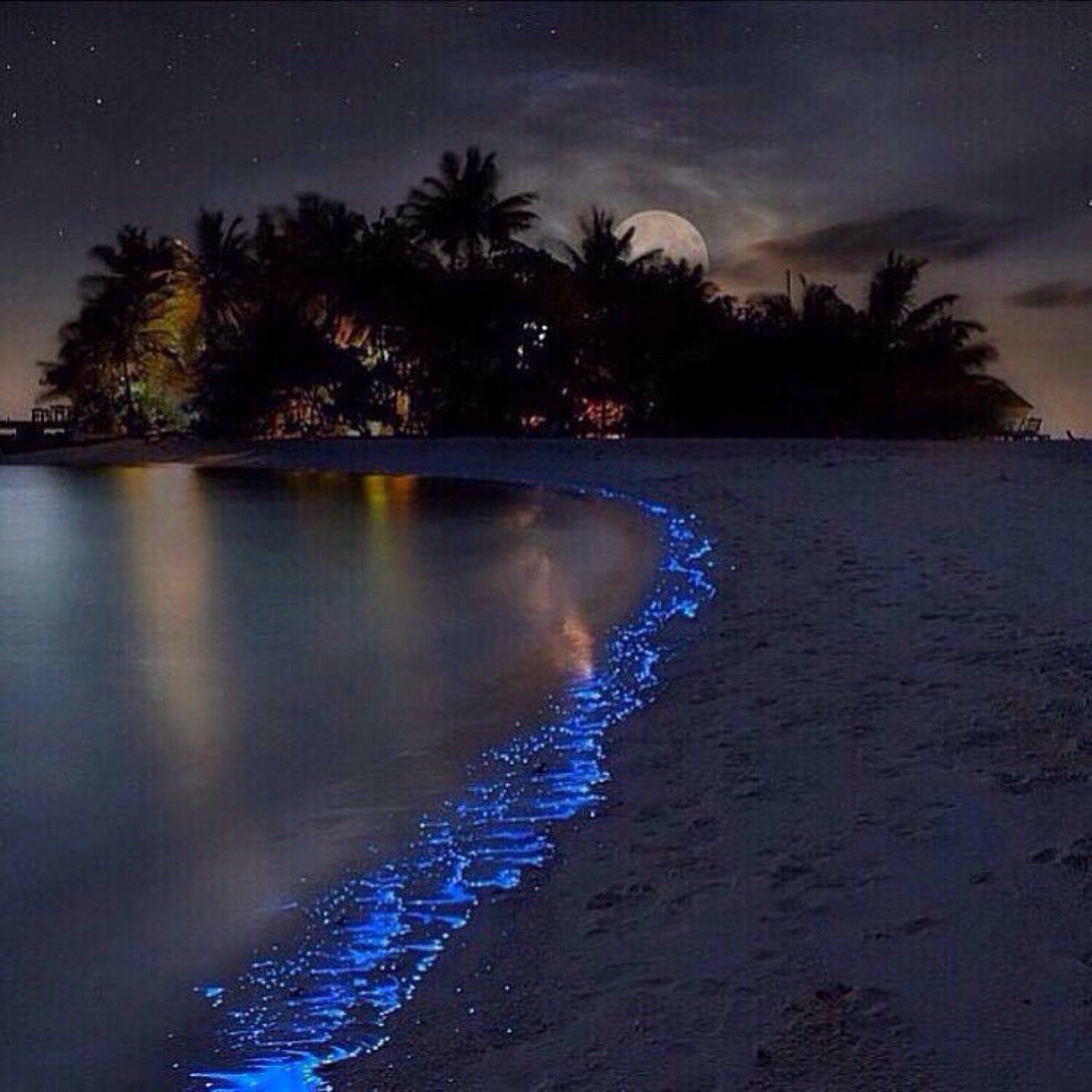 Остров Ваадху, Мальдивы. Планктон