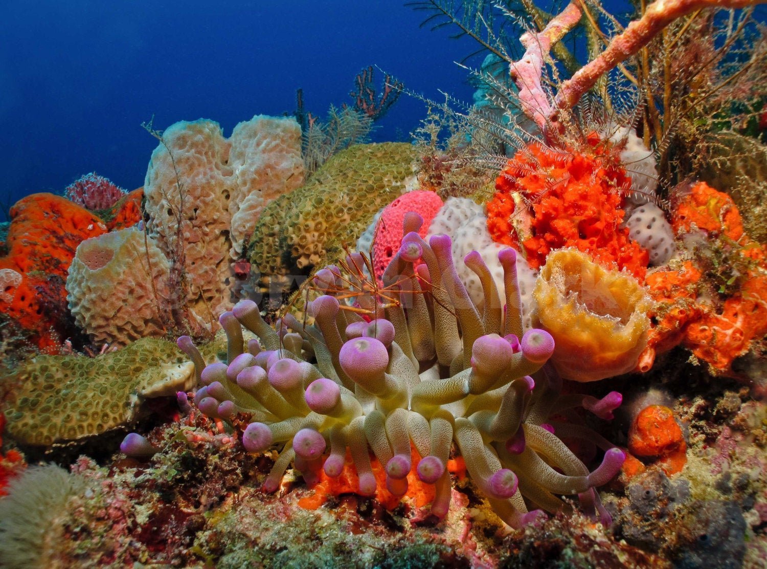 Коралловые рифы образуют. Коралловый Барьерный риф. Коралловые рифы Карибского моря. Герматипные кораллы. Чин Джейсон "коралловые рифы".