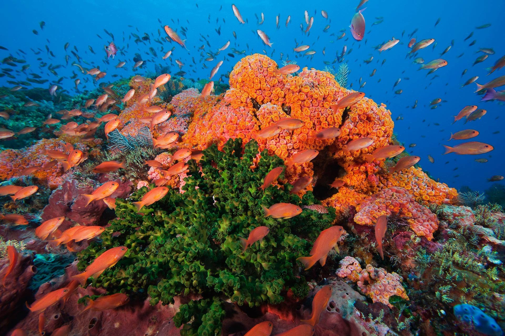 Саулози коралл риф