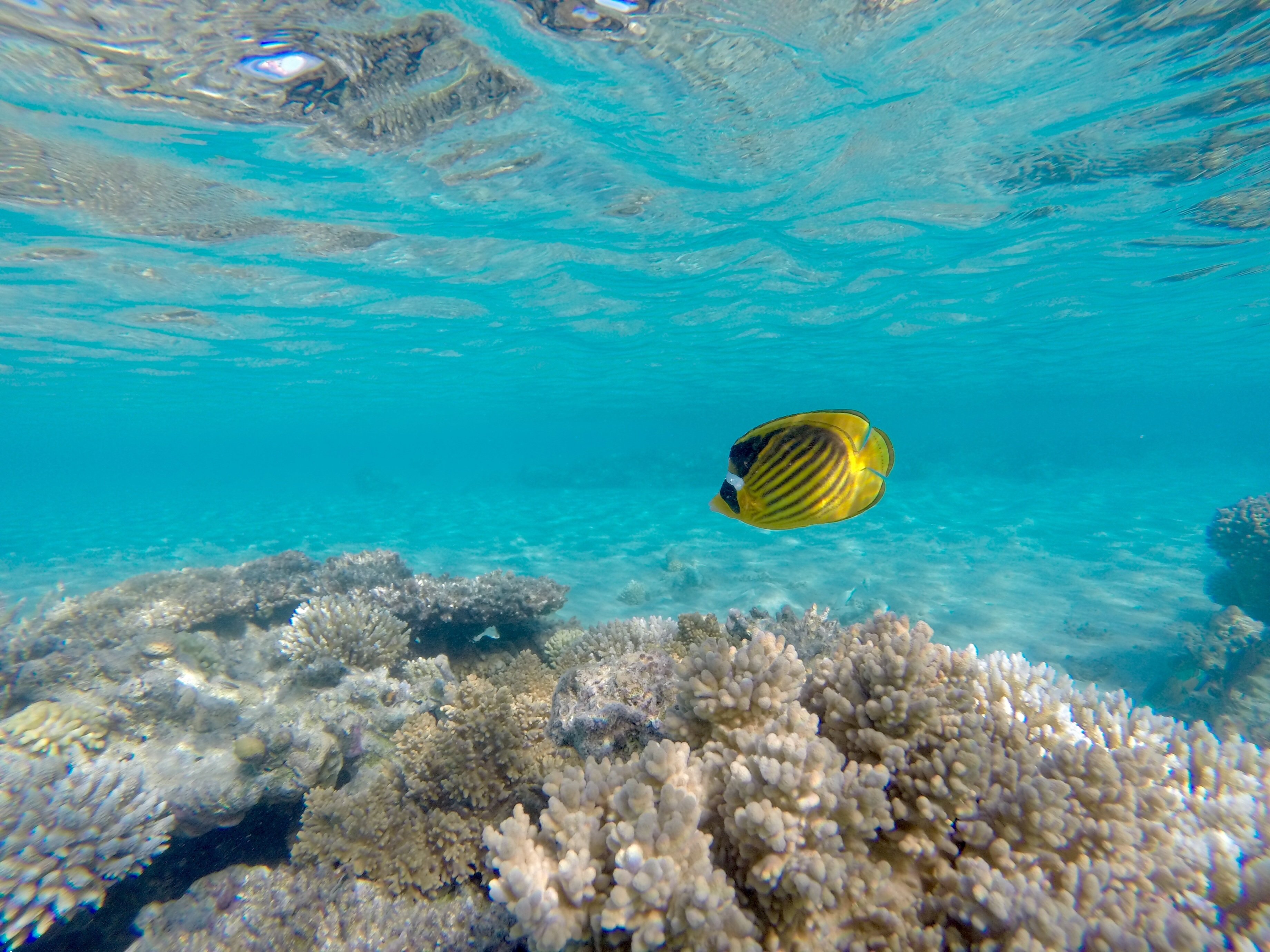 Красное море фото под водой