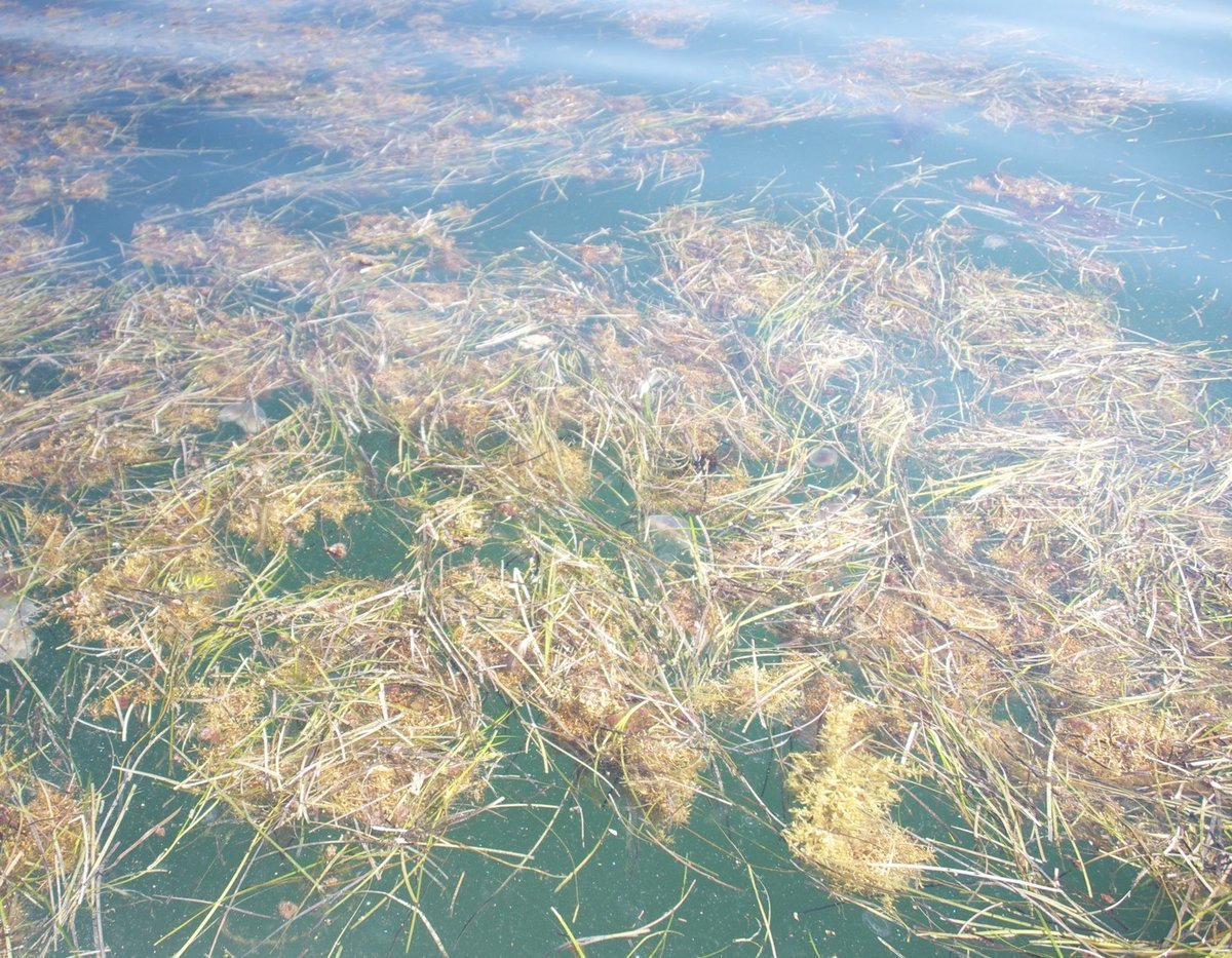 Без берегов. Саргассово море. Саргассово море водоросли. Шельф Саргассова моря. Саргассово болото.