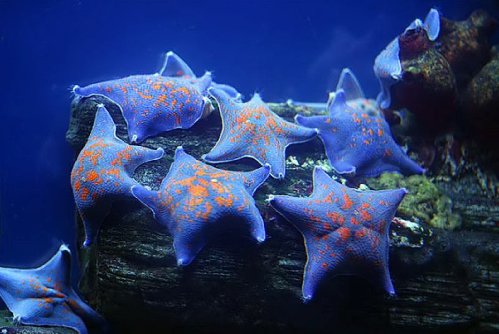 7 звезд морское. Патирия гребешковая. Морские обитатели. Морская звезда. Жители океана.