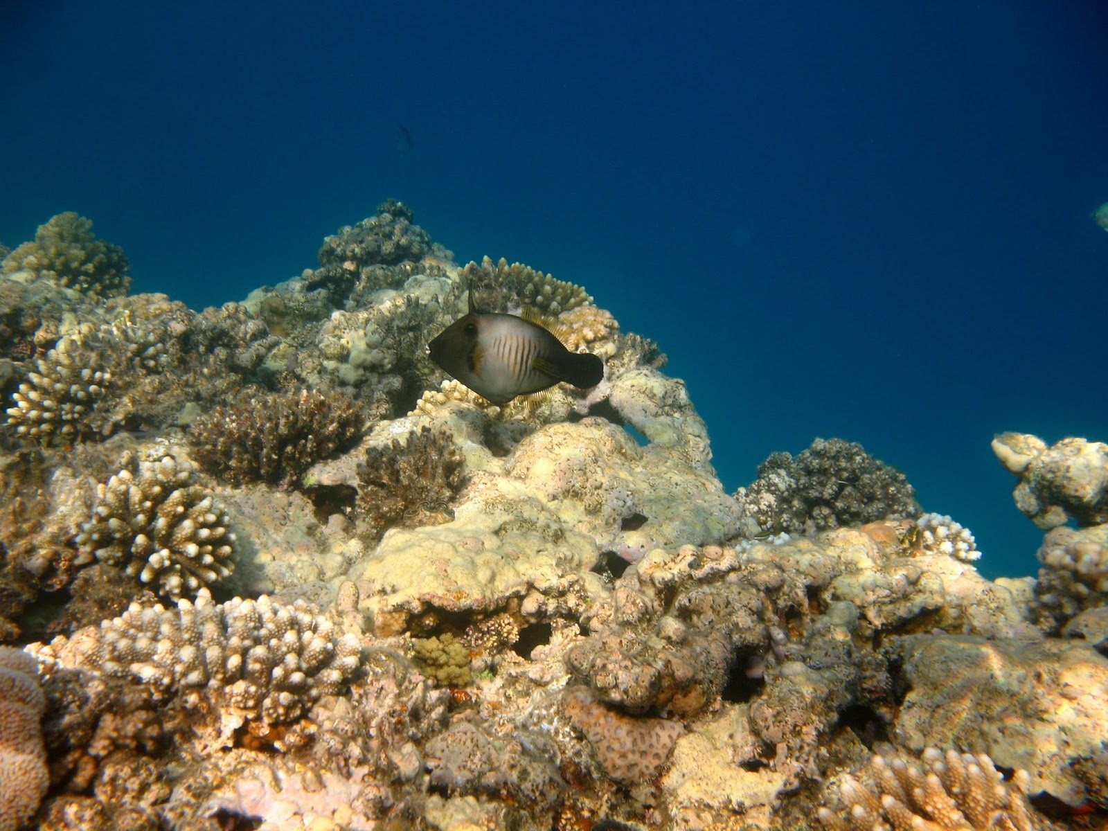 Красное море хургада отзывы. Рифы в Хургаде. Подводный мир Гранд Макади.