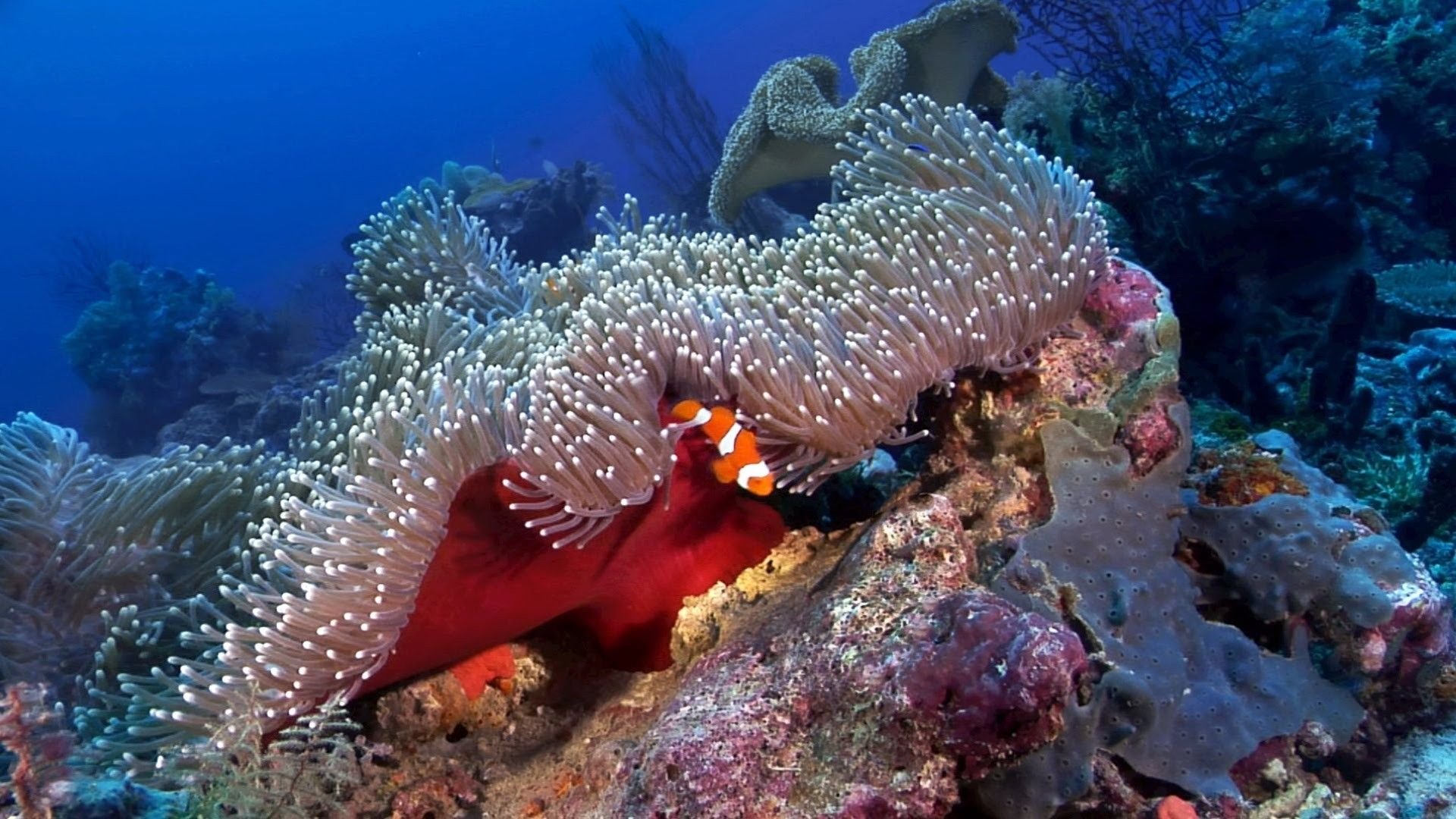 Индийский океан жизнь в океане. Мальдивы рифы мурены. Риф Шарм-Эль-Шейх. Актиния красное море. Большой Барьерный риф рыбы.