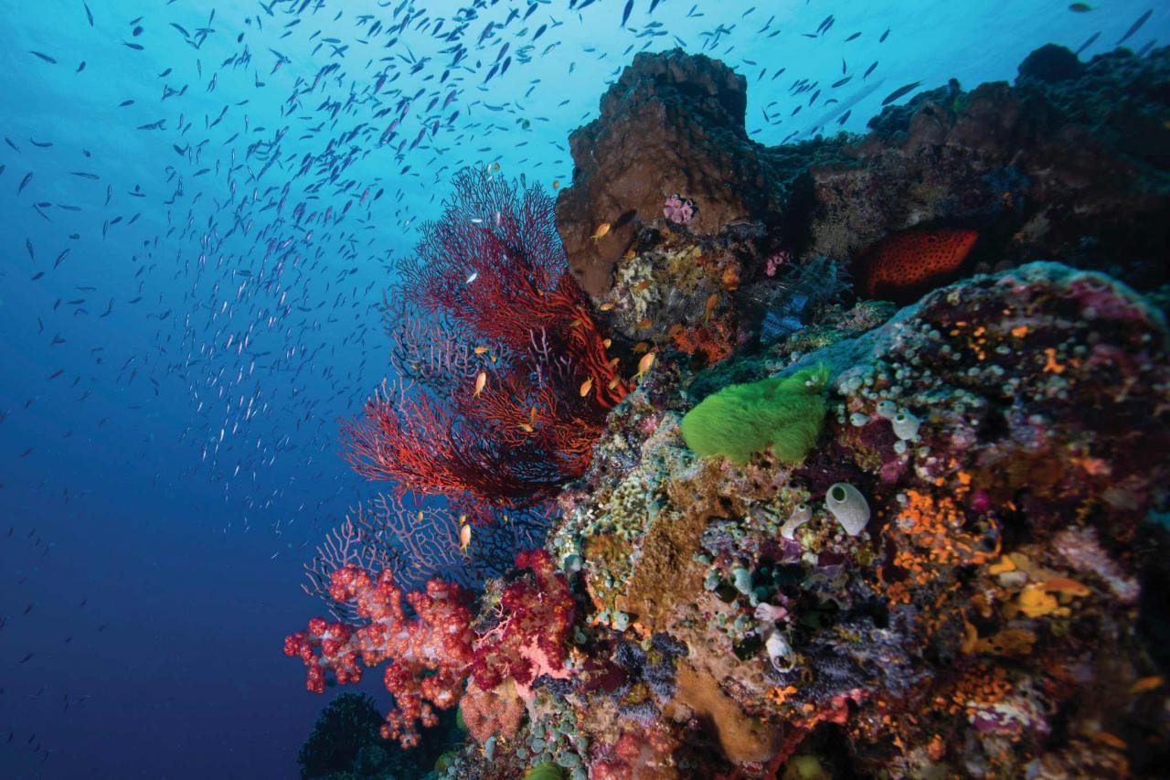 Тихий океан фото под водой