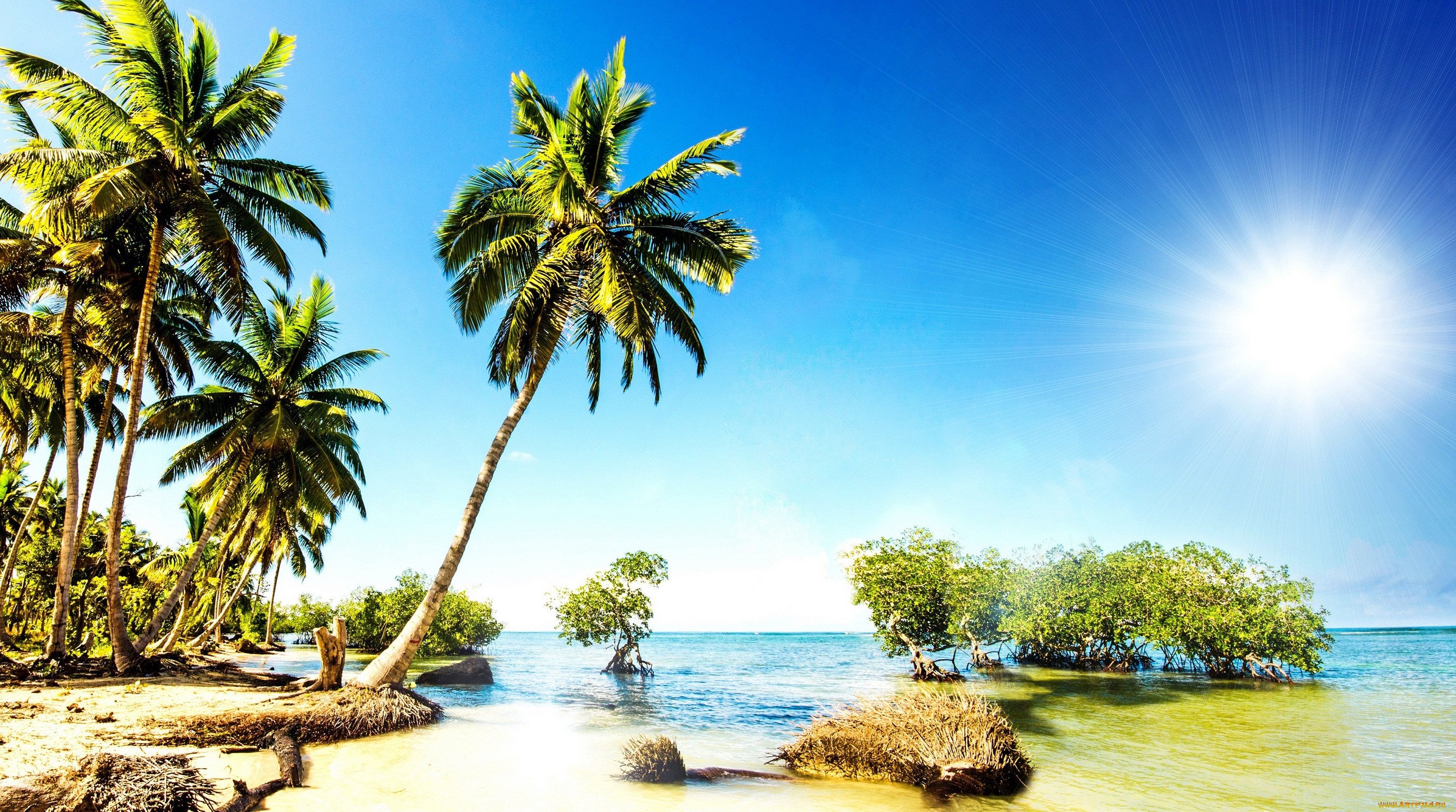 фото море пляж пальмы