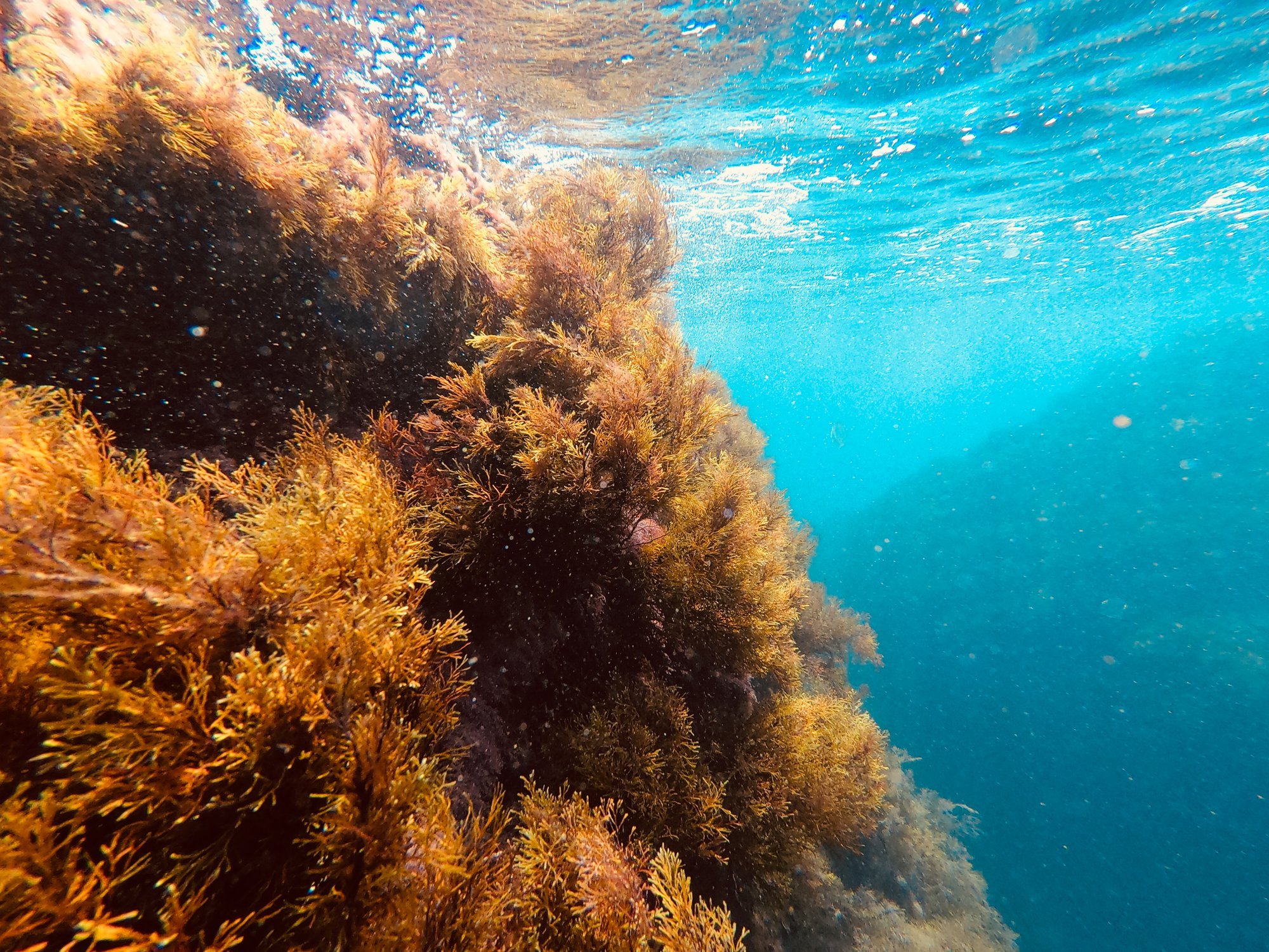 под водой черного моря