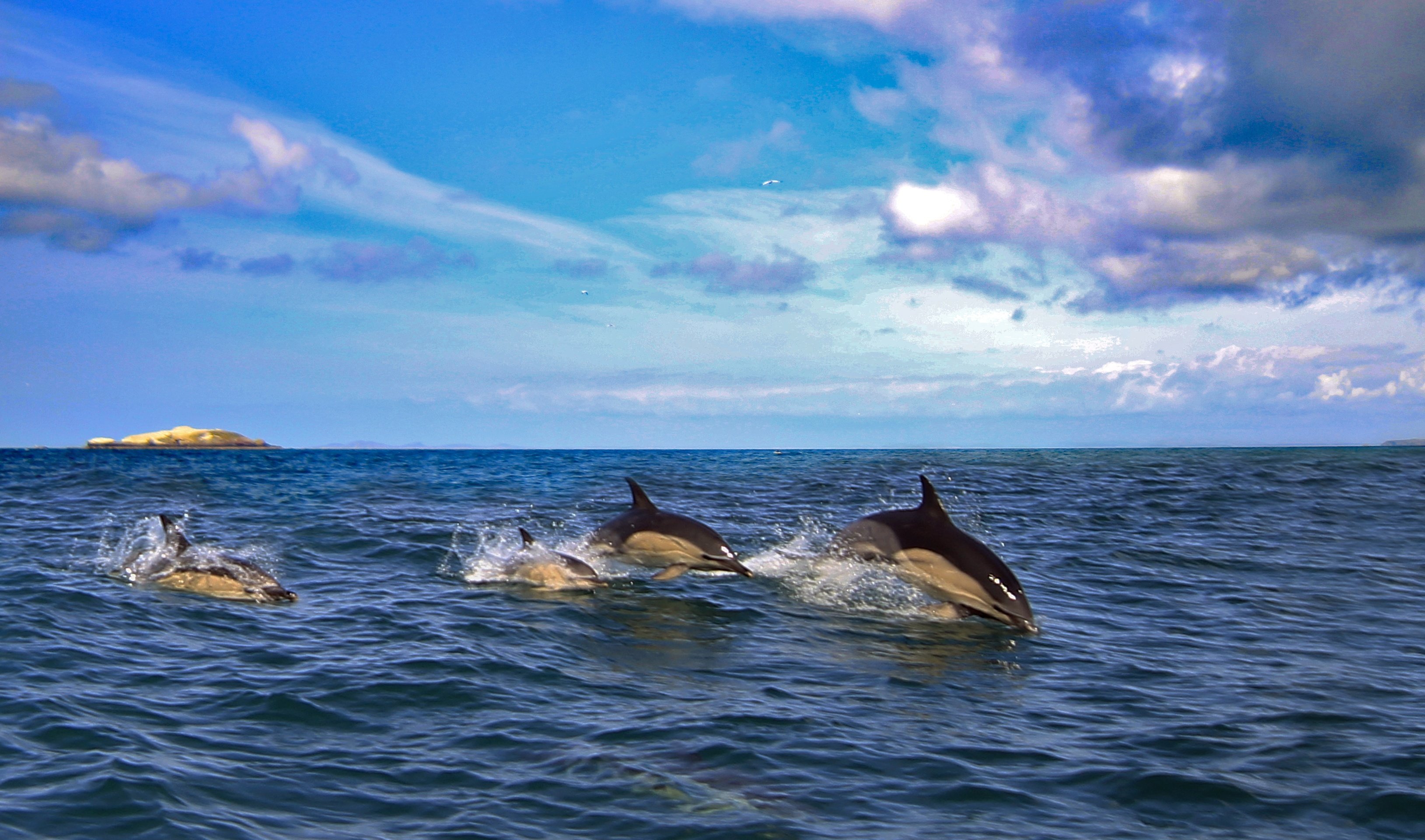 Дельфины живут в море. Дельфины Охотского моря. Дельфин-Афалина Тенерифе. Дельфины в море. Дельфин в море.