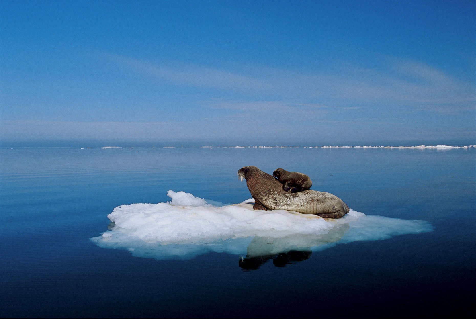 Ледовитый океан видео. Арктика Северный Ледовитый океан. Пол Никлен Полярная одержимость. Пол Никлен фотограф. Севернолежовитый океан.