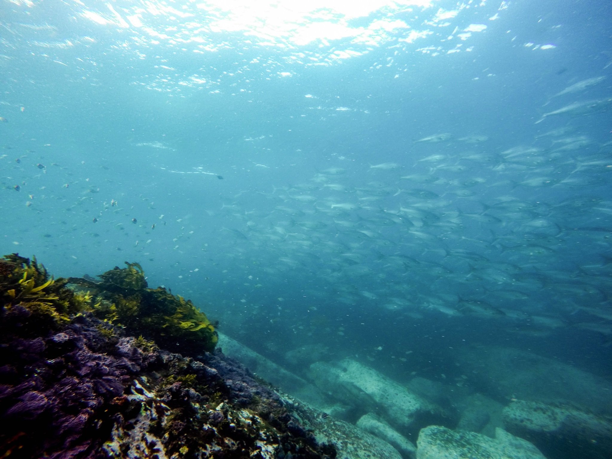 Жизнь в океане сконцентрирована на мелководье. Риф Сильфра Исландия. Подводный риф риф. Риф коралловый 54546. Подводный пейзаж.