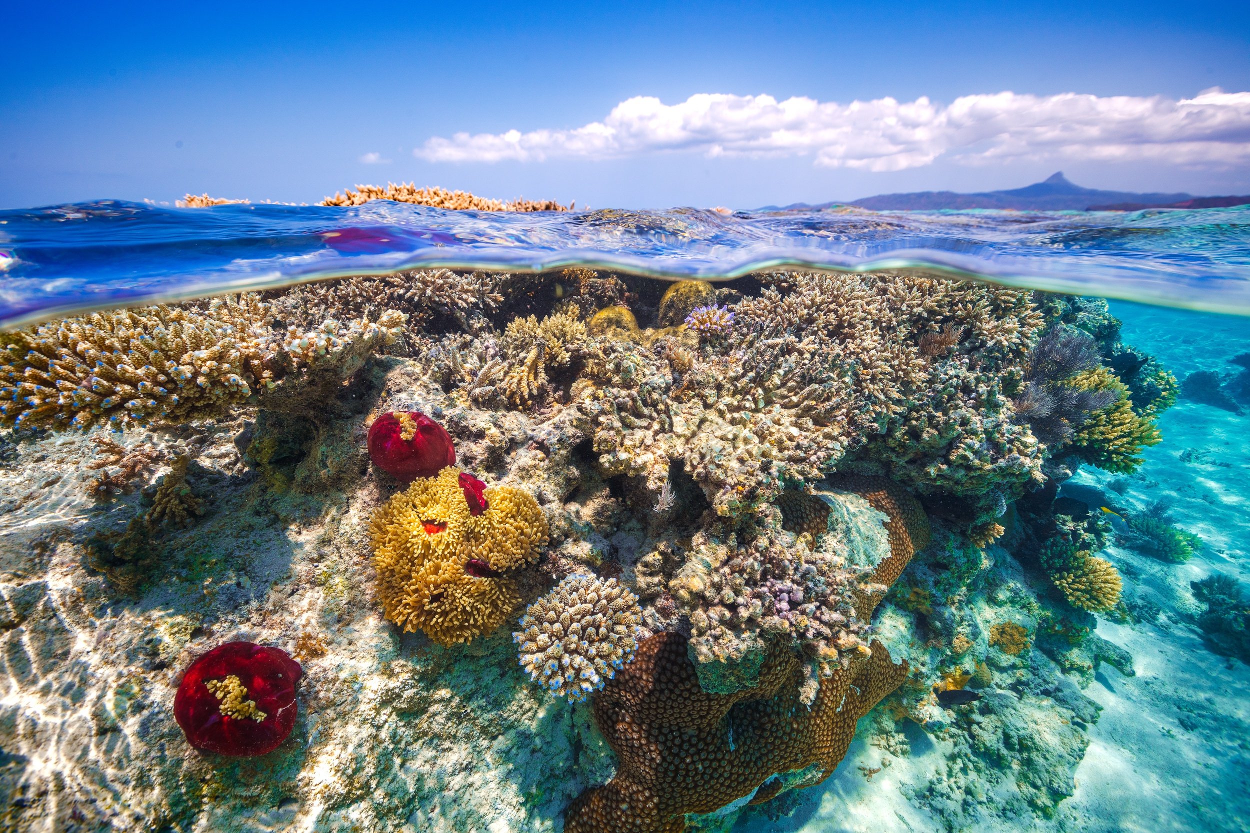 Рифы тихого океана. Остров риф (Reef Island). Коралловый Барьерный риф. Коралловые рифы Тихого океана. Остров Занзибар коралловые рифы.