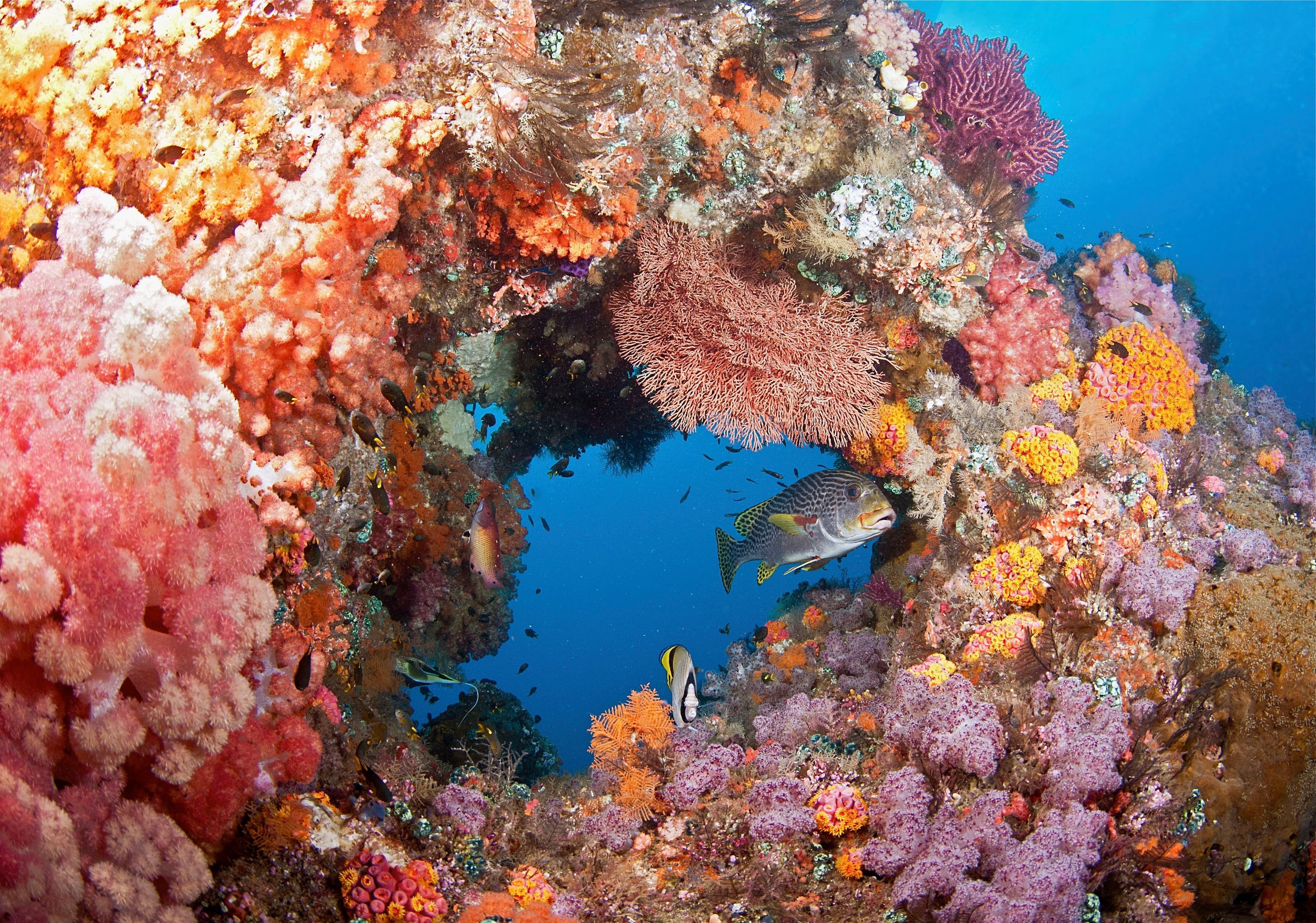 Какого океана является красное море. Крылатка рыба Шарм Эль Шейх. Раджа-Ампат рифы. Коралловое море Барьерный риф. Коралловый риф в Шарм Эль Шейхе.
