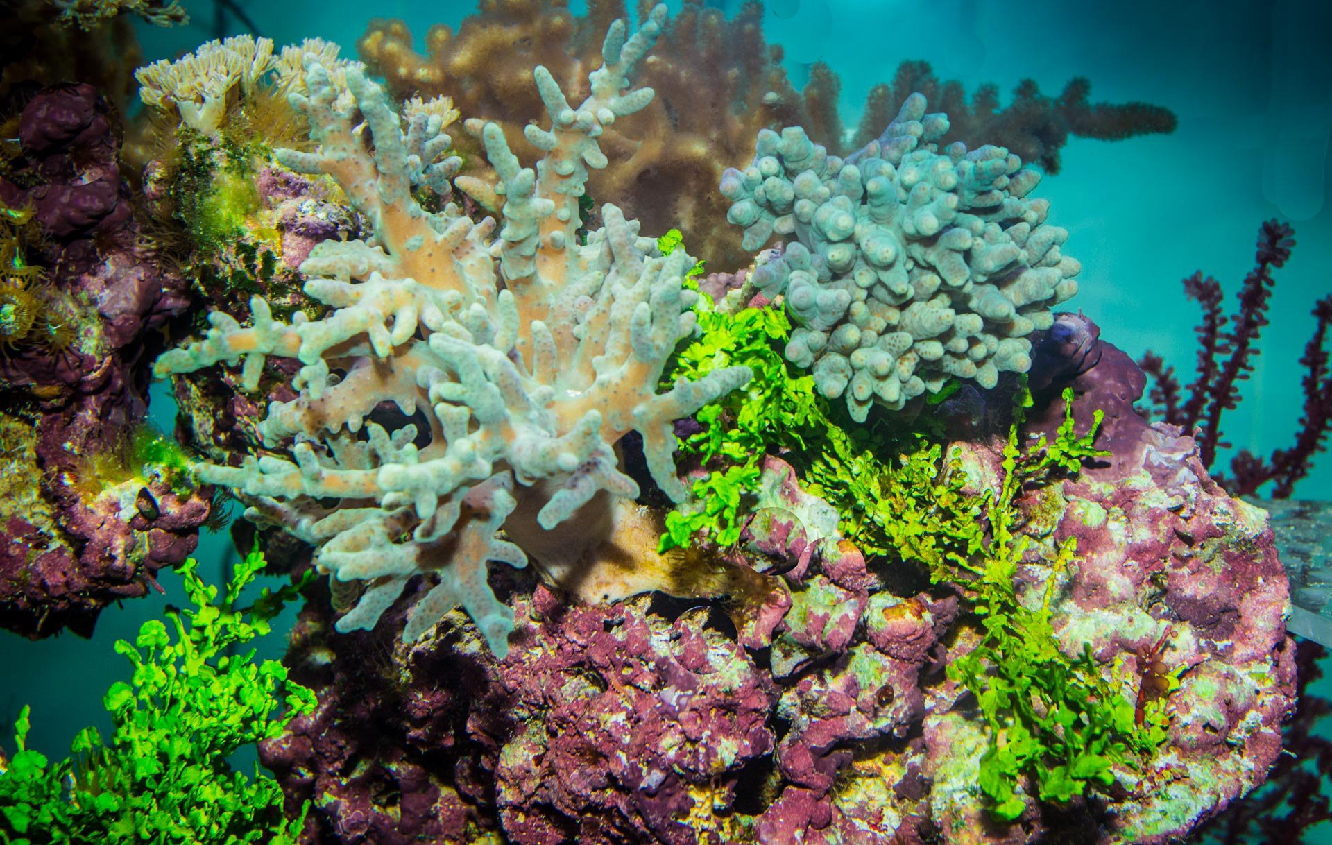 Коралловые рифы описание. Коралл мозговик красного моря. Коралл морской Окинава. Окинава рифы. Коралловые полипы.