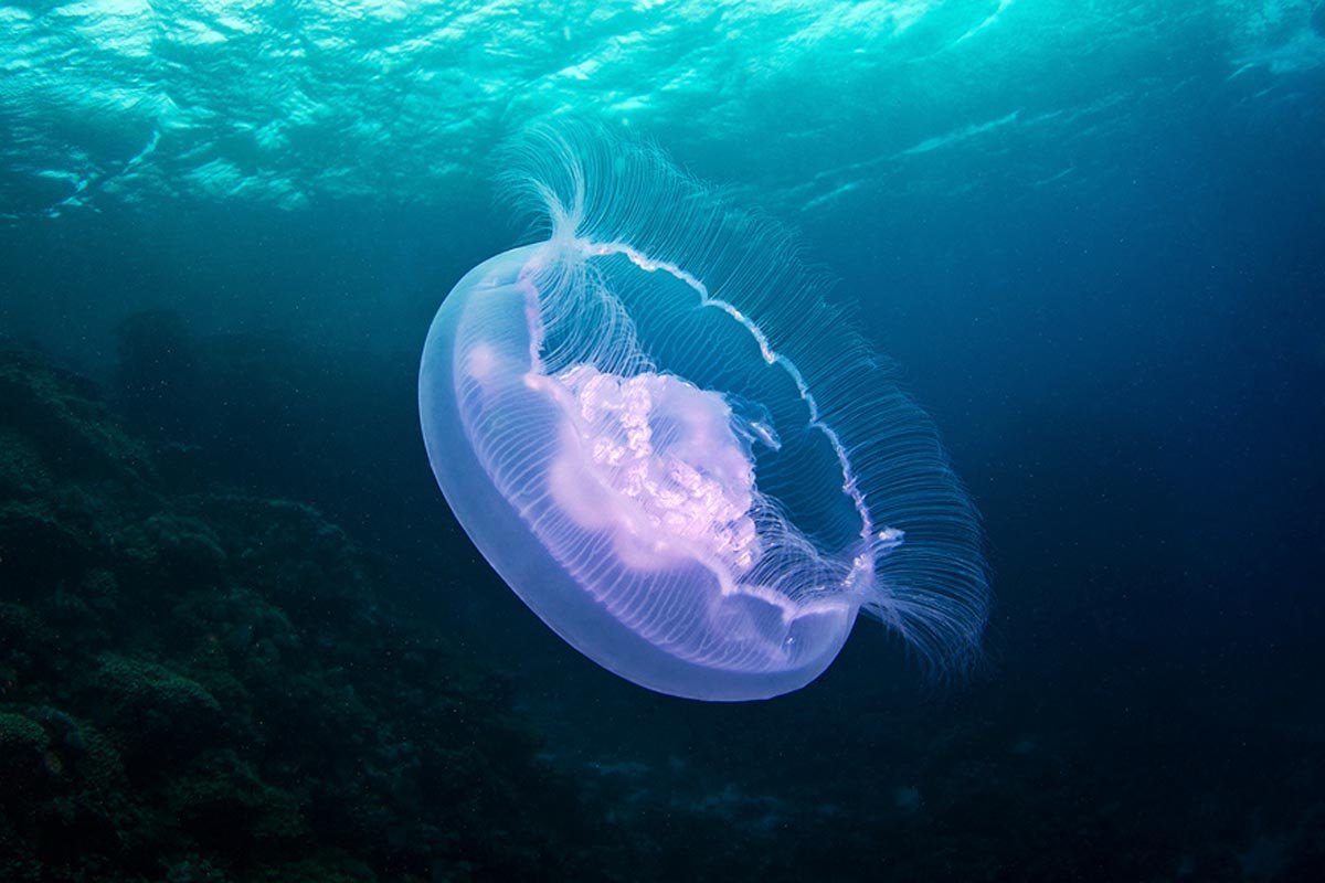 аурелия медуза в черном море