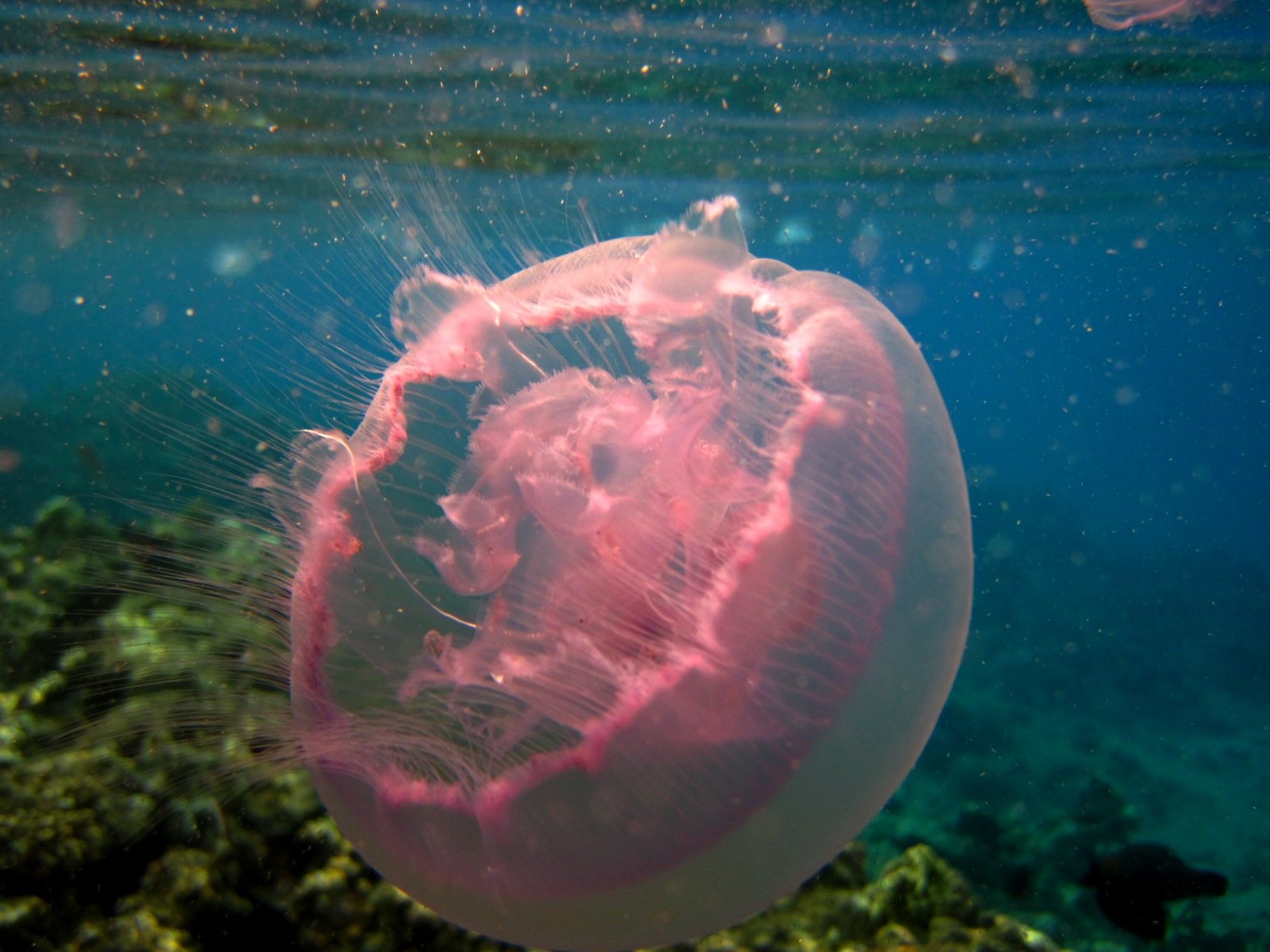 аурелия медуза в черном море