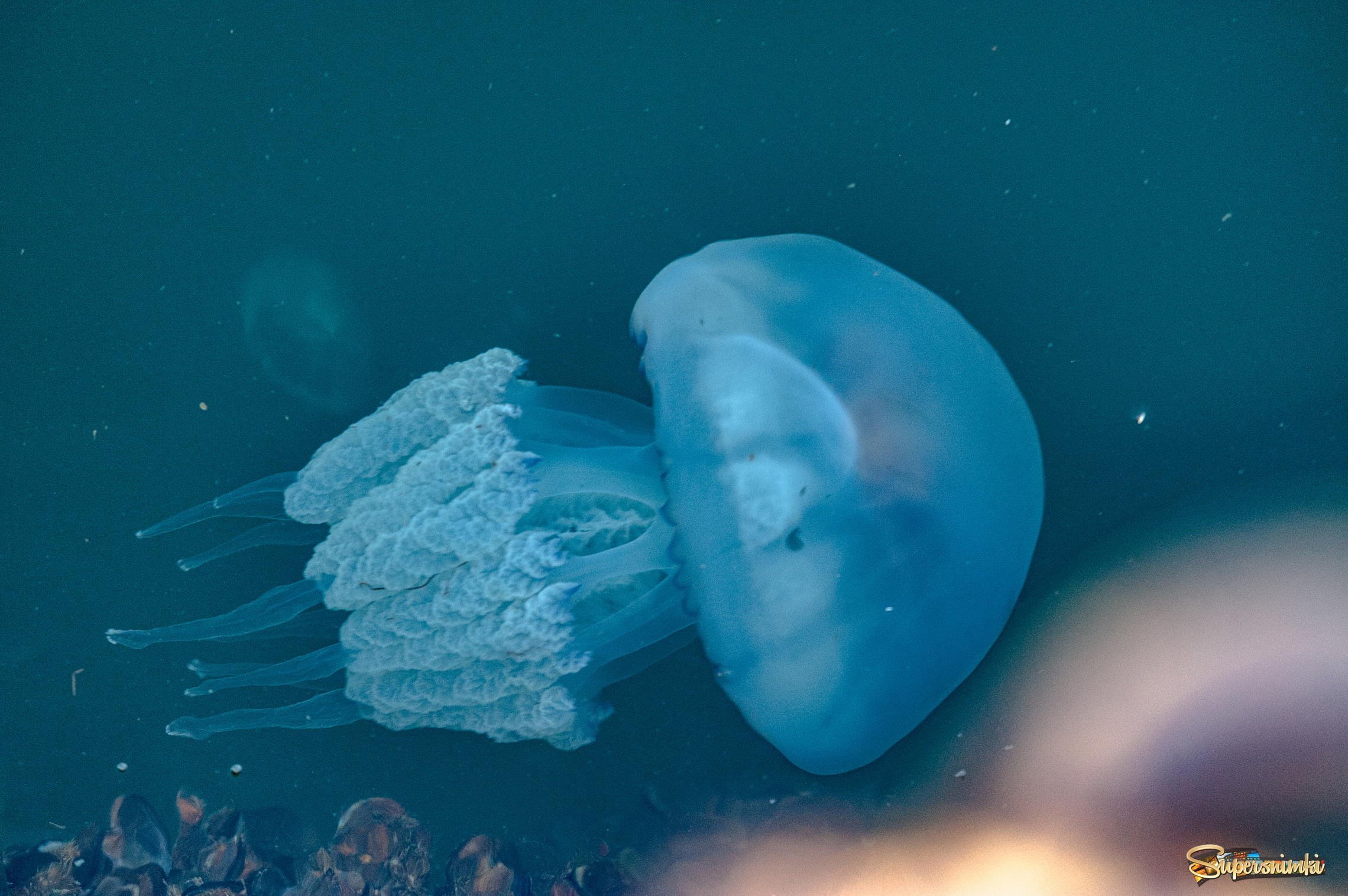 Медуза черная фото