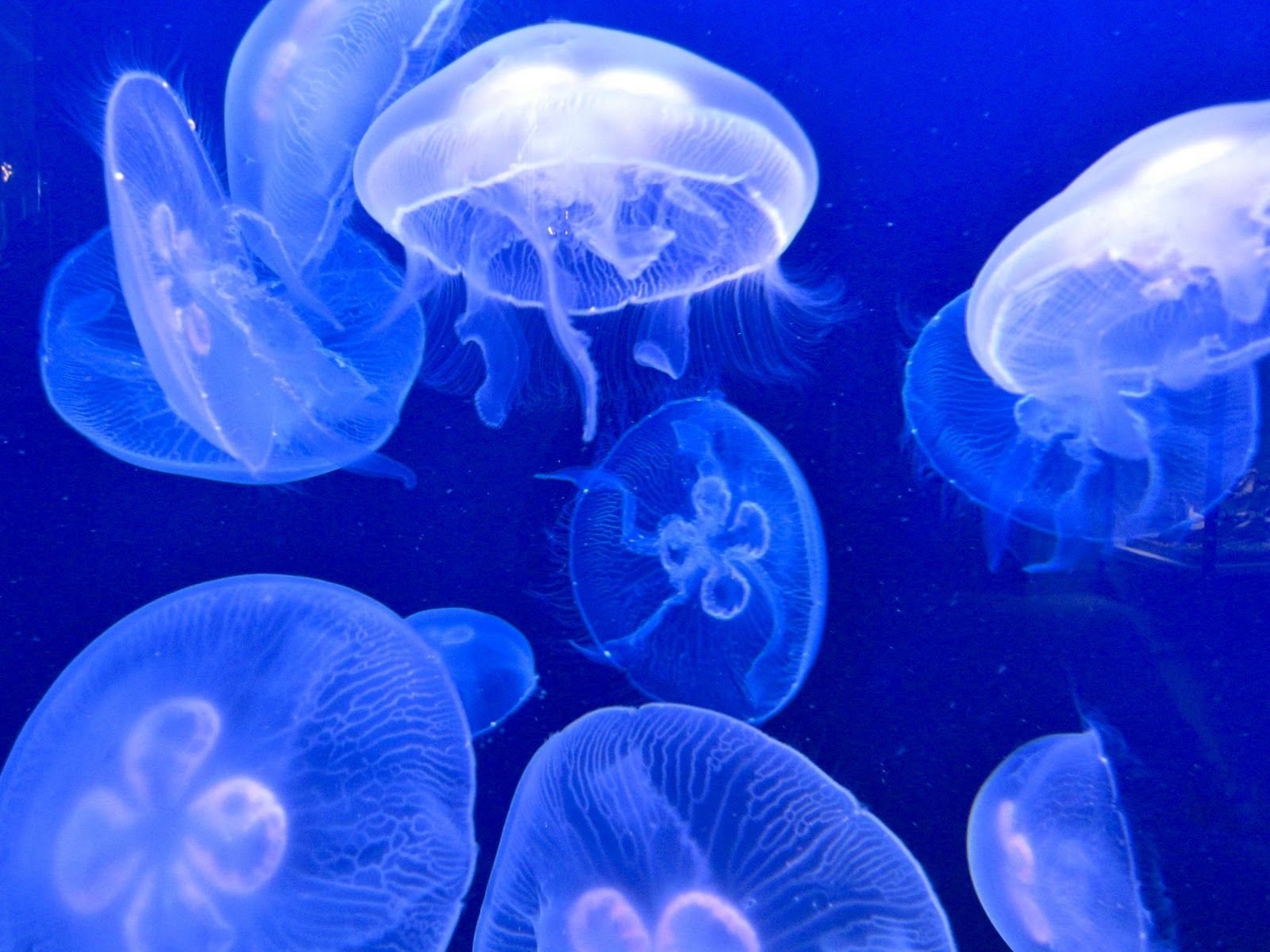 Инфраухо медузы