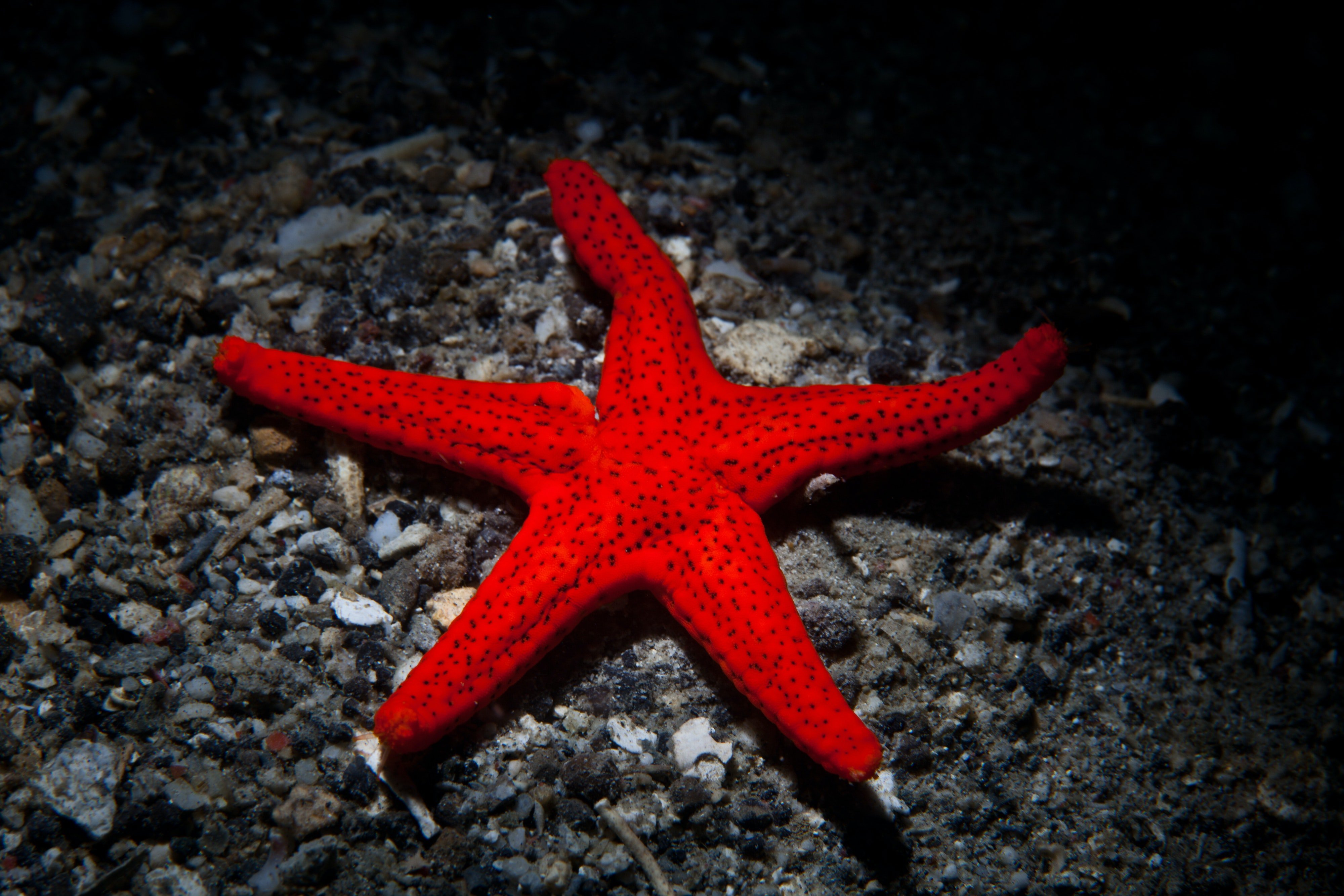 Найти морскую звезду. Иглокожие морские звезды. Пятилучевая симметрия иглокожих. Радиальная симметрия иглокожих. Ядовитые иглокожие.