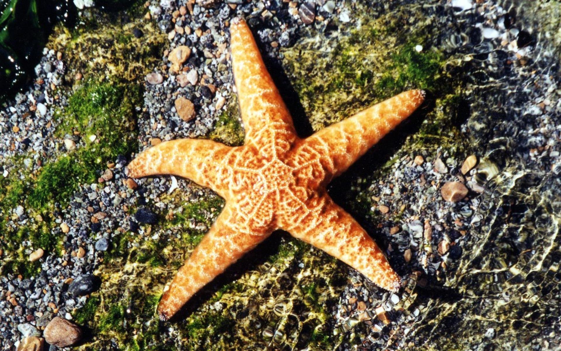 Морские звезды уоттс. Морская звезда в море. Морская звезда симметрия. Морская звезда картинка. Амурская морская звезда.