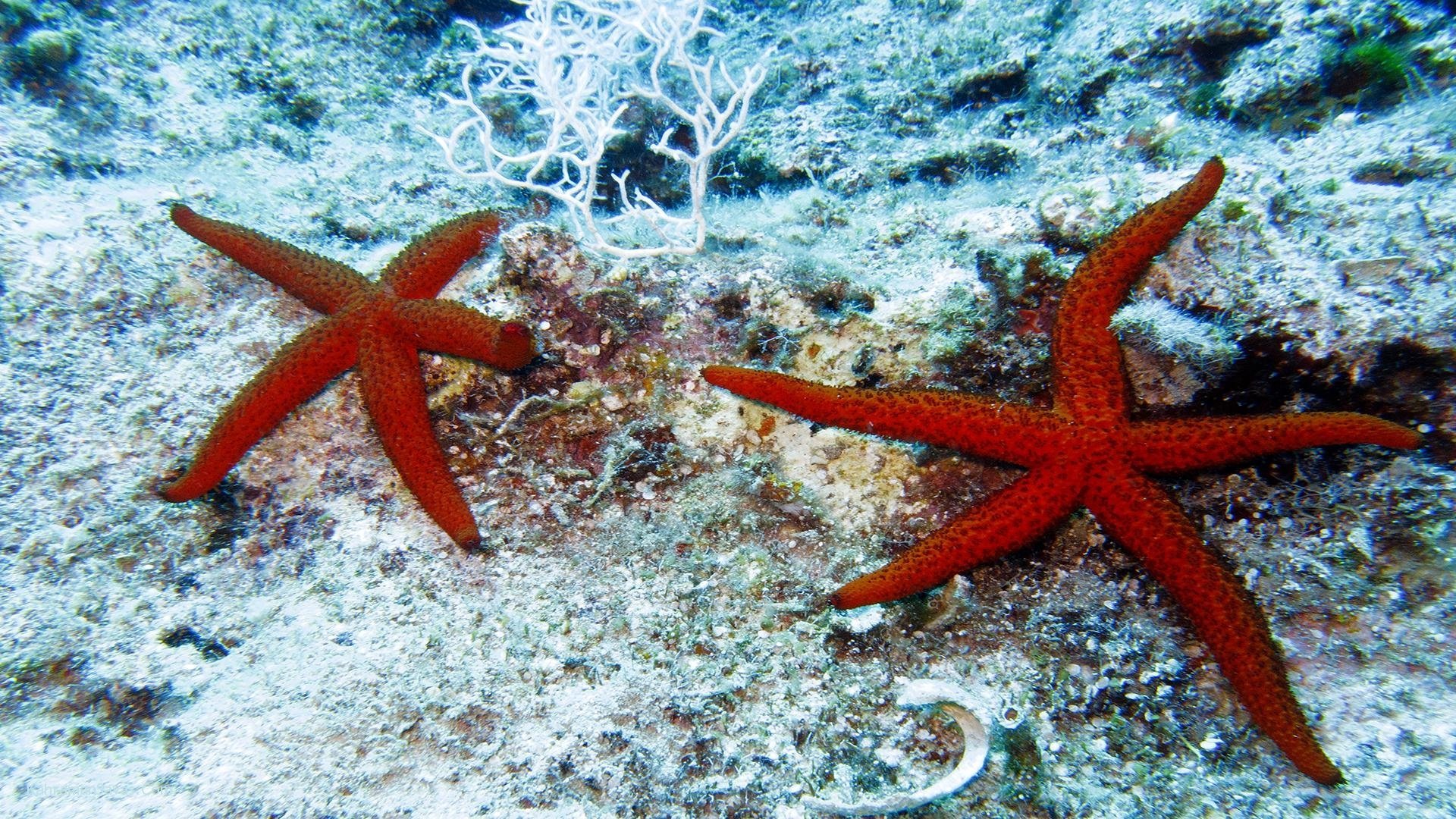 Какая звезда обитает в море. Солястер морская звезда. Морская звезда Lunckia Columbiae. Морская звезда - Адзевз Аяксром. Шестиконечная морская звезда.