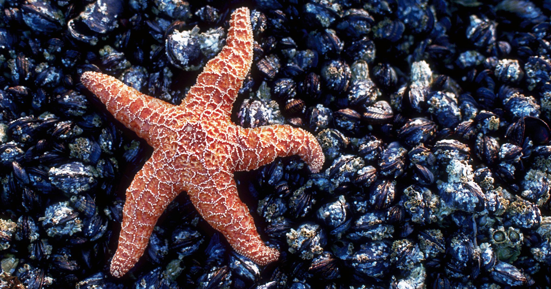 Морские звезды в Карибском море