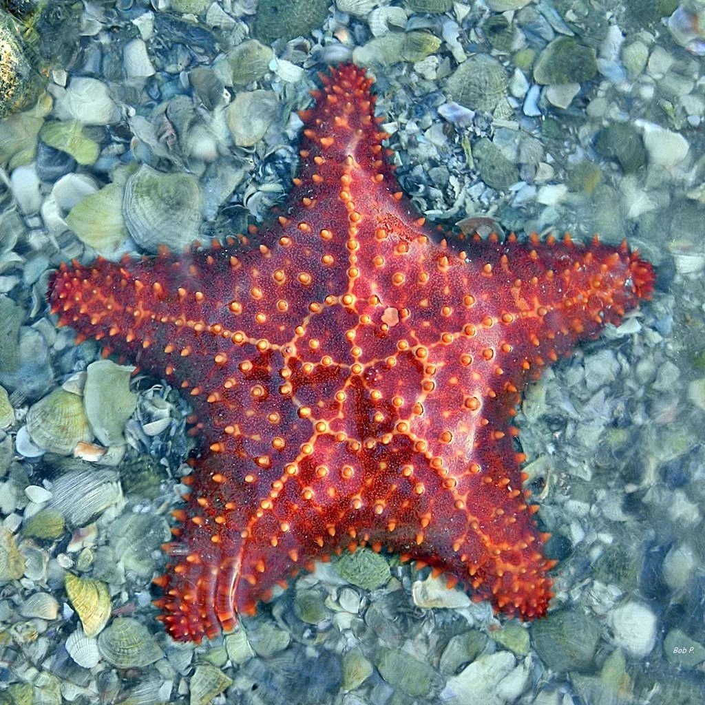 Какая звезда обитает в море
