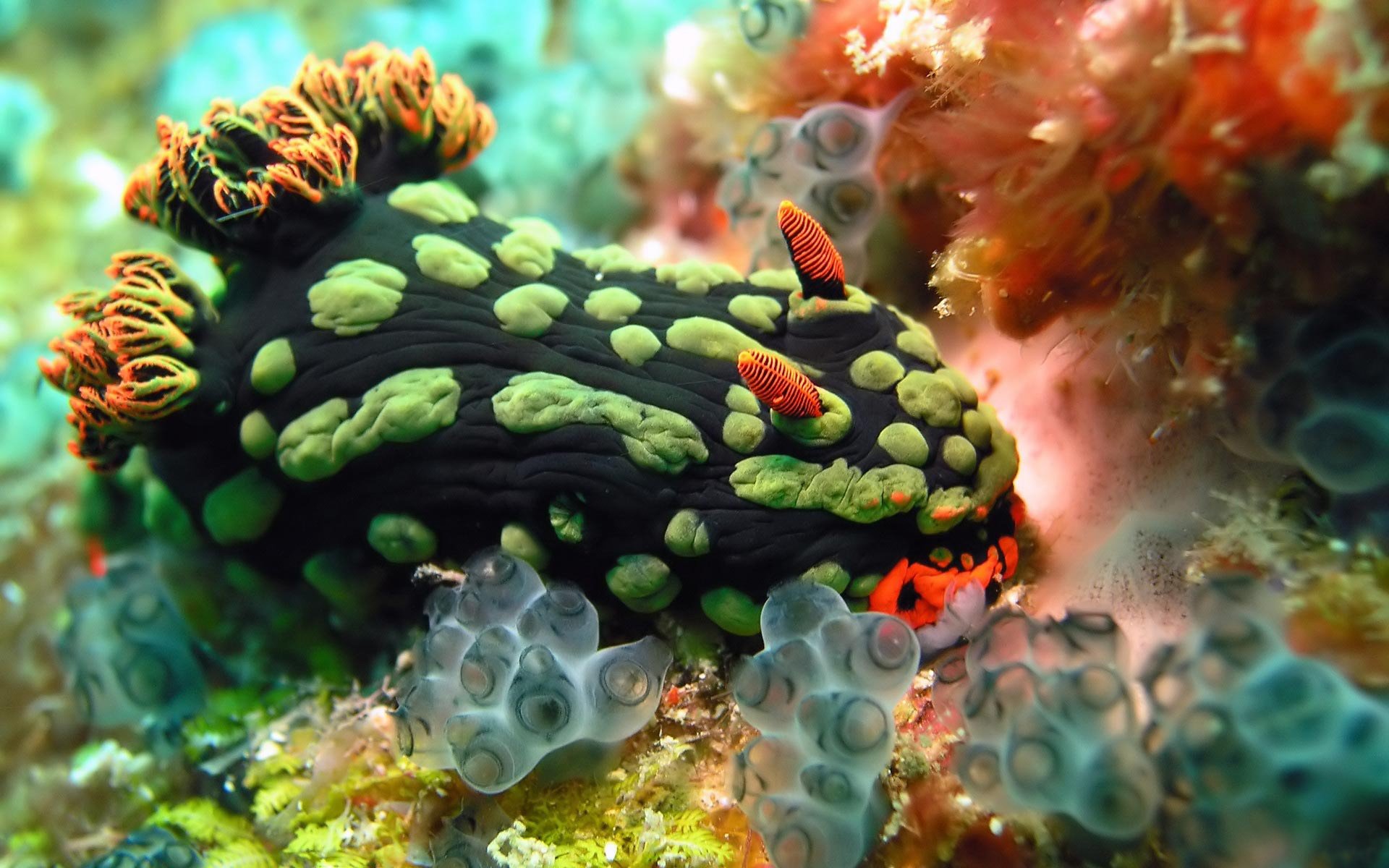 Необычные животные мирового океана. Голожаберные моллюски риф. Голожаберный моллюск Немброта кубараяна. Мутуализм голожаберные. Зеленый Голожаберный моллюск.