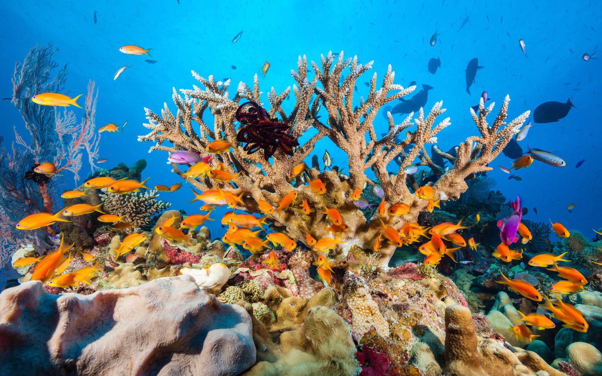 Фауна океанов. Большой Барьерный риф подводный мир. Большой Барьерный риф кораллы. Коралловый риф в Австралии. Большой Барьерный риф Флора.