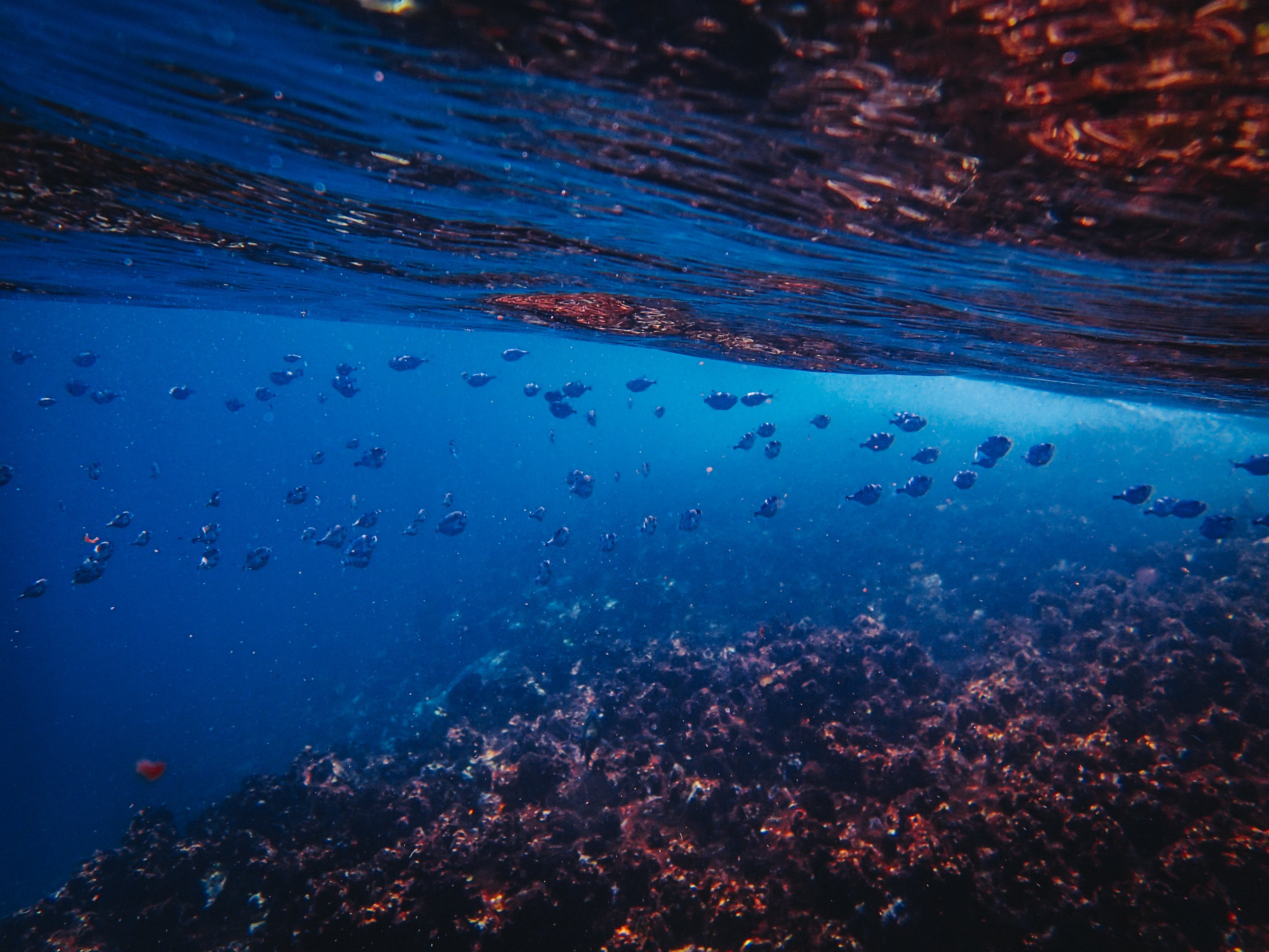 Толща воды океана. Под водой. Море под водой. Океан под водой. Дно океана.