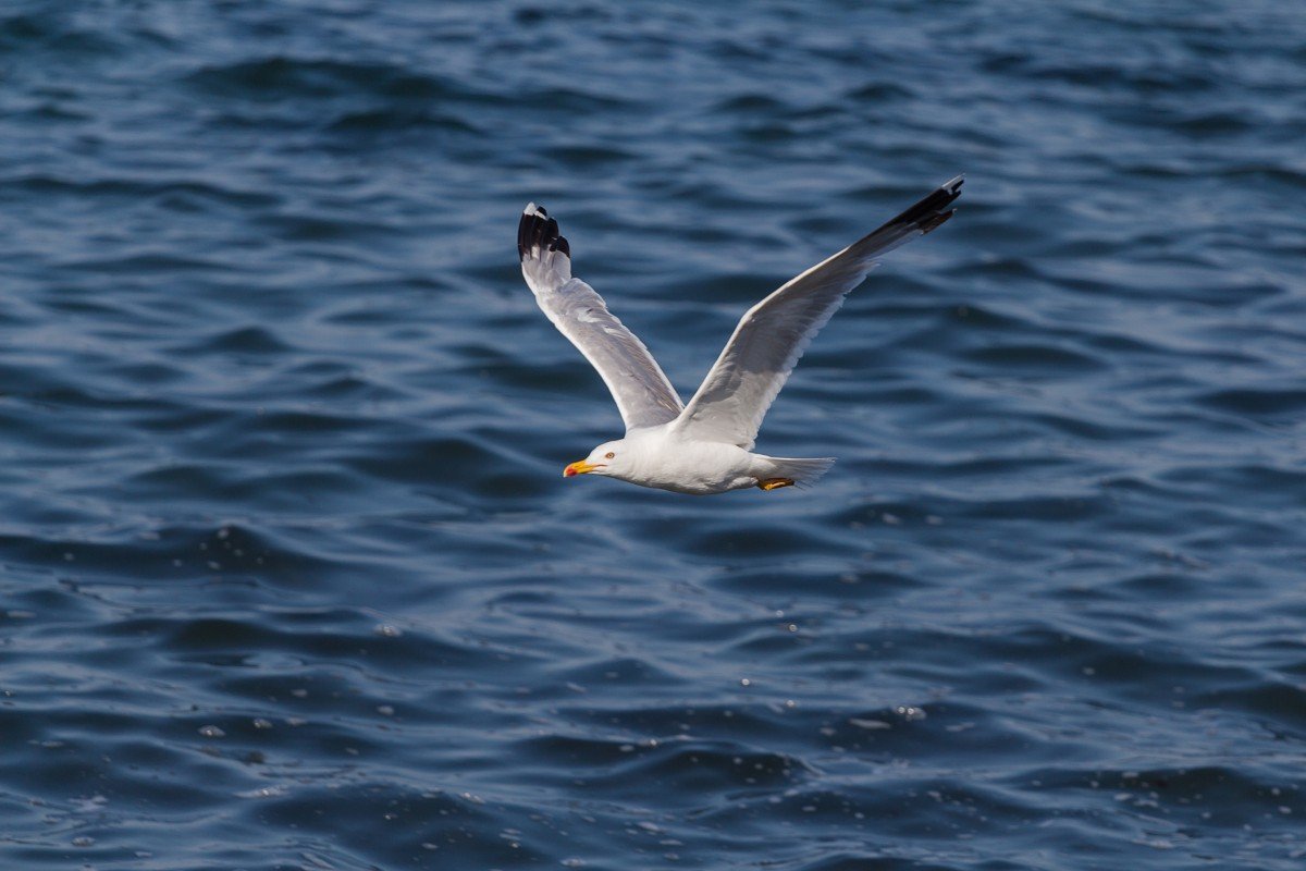 Чайки черного моря фото