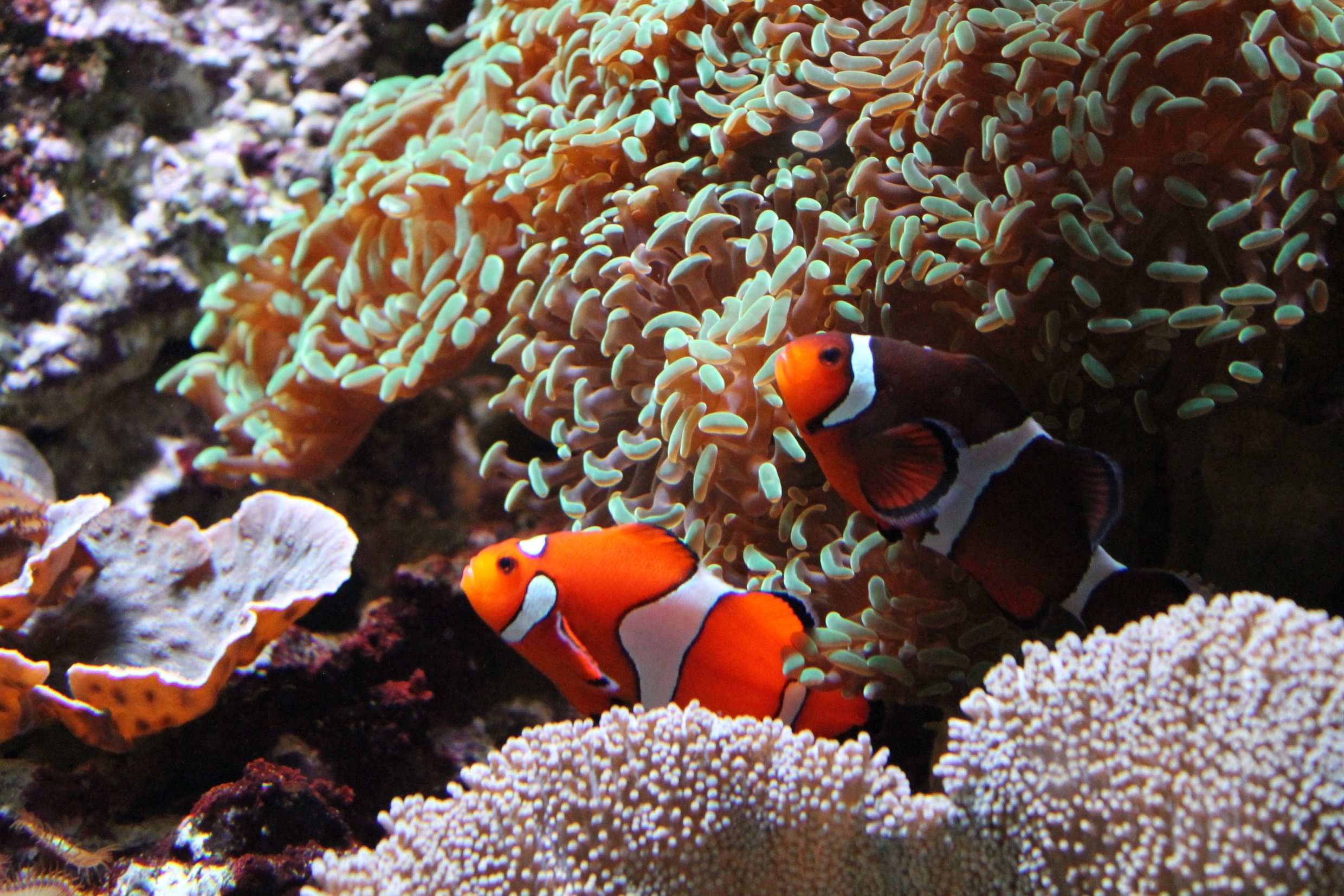 Коралловые обитатели. Рифовые рыбы клоун. Рыба бабочка коралл коралловое море. Биколор коралловая рыбка. Большой Барьерный риф Австралия рыба клоун.