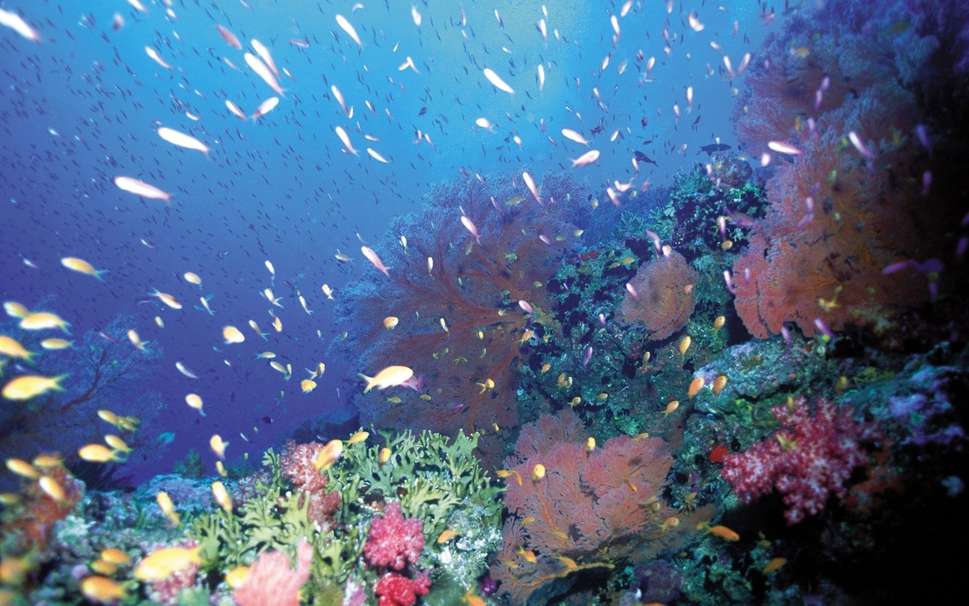 В воде рыбы водоросли. Подводный мир. Морское дно. Подводный мир кораллы. Подводный мир черного моря.
