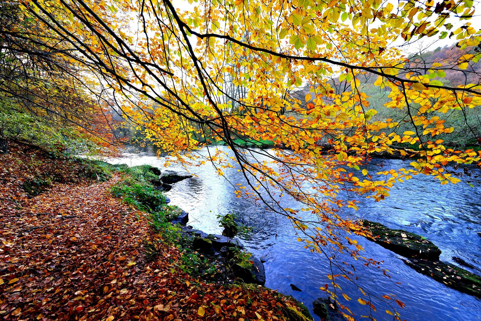 Река осенью. Осень река. Речка в лесу осенью. Осень природа река. Река в осеннем лесу.