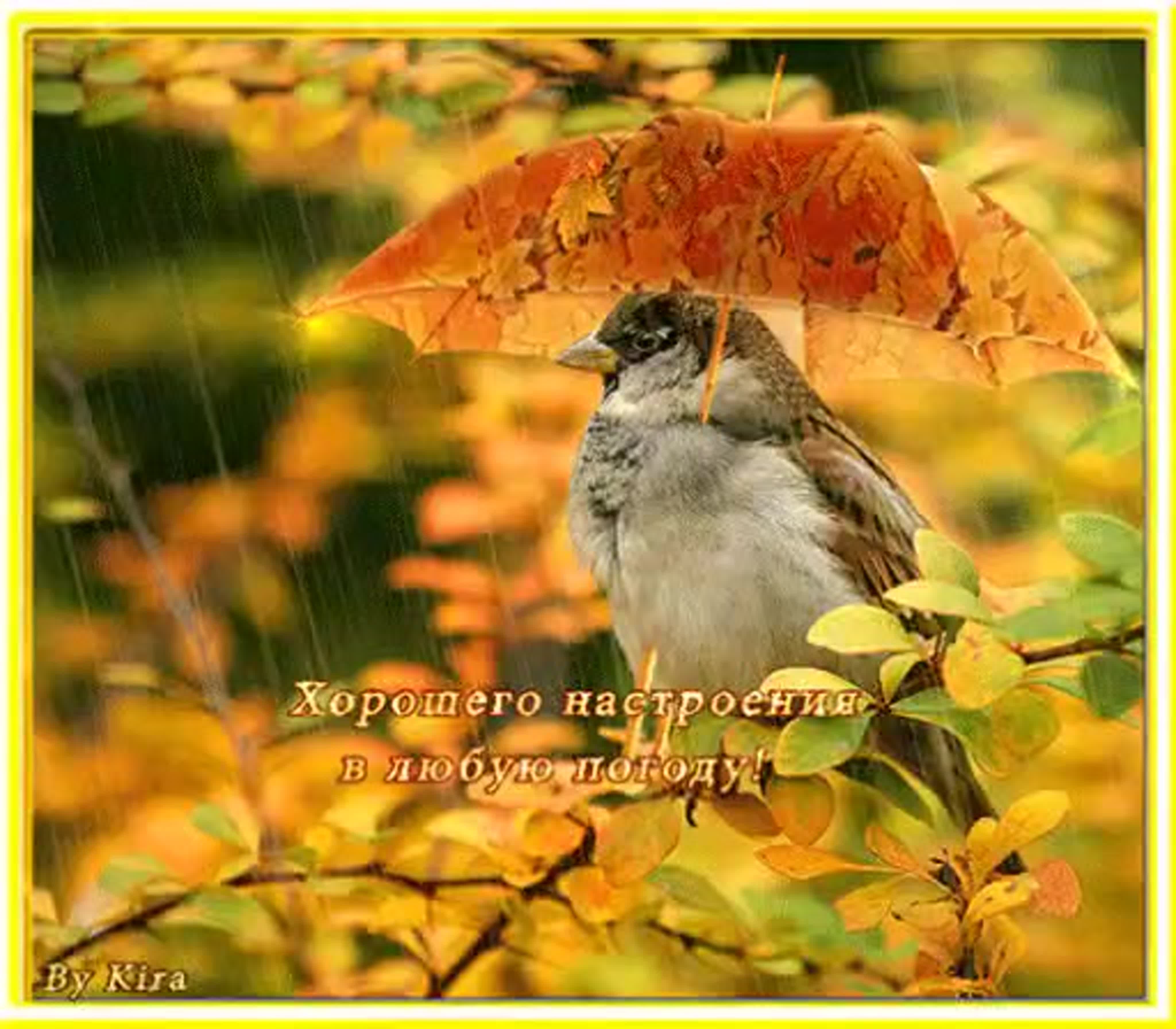 Осенью мы лучше видим и глазом. Осенние птицы. Хорошего настроенв любую погоду. Хорошего нас иоения в лю.ую МОГОДК. Хорошего настроения в любую п.