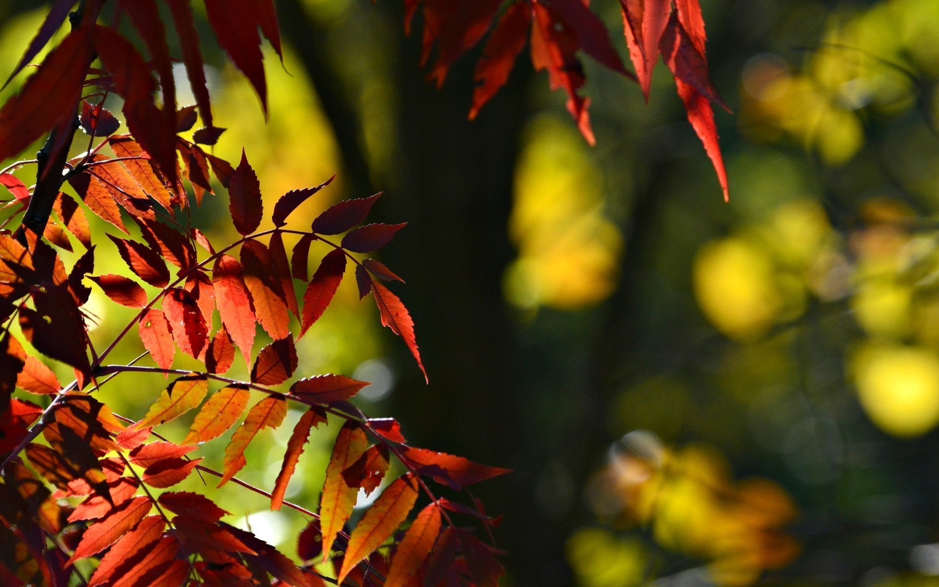 Листьев все это лучше. Листья осенью. Осенний фон. Осенние листья фото. Листья фон.