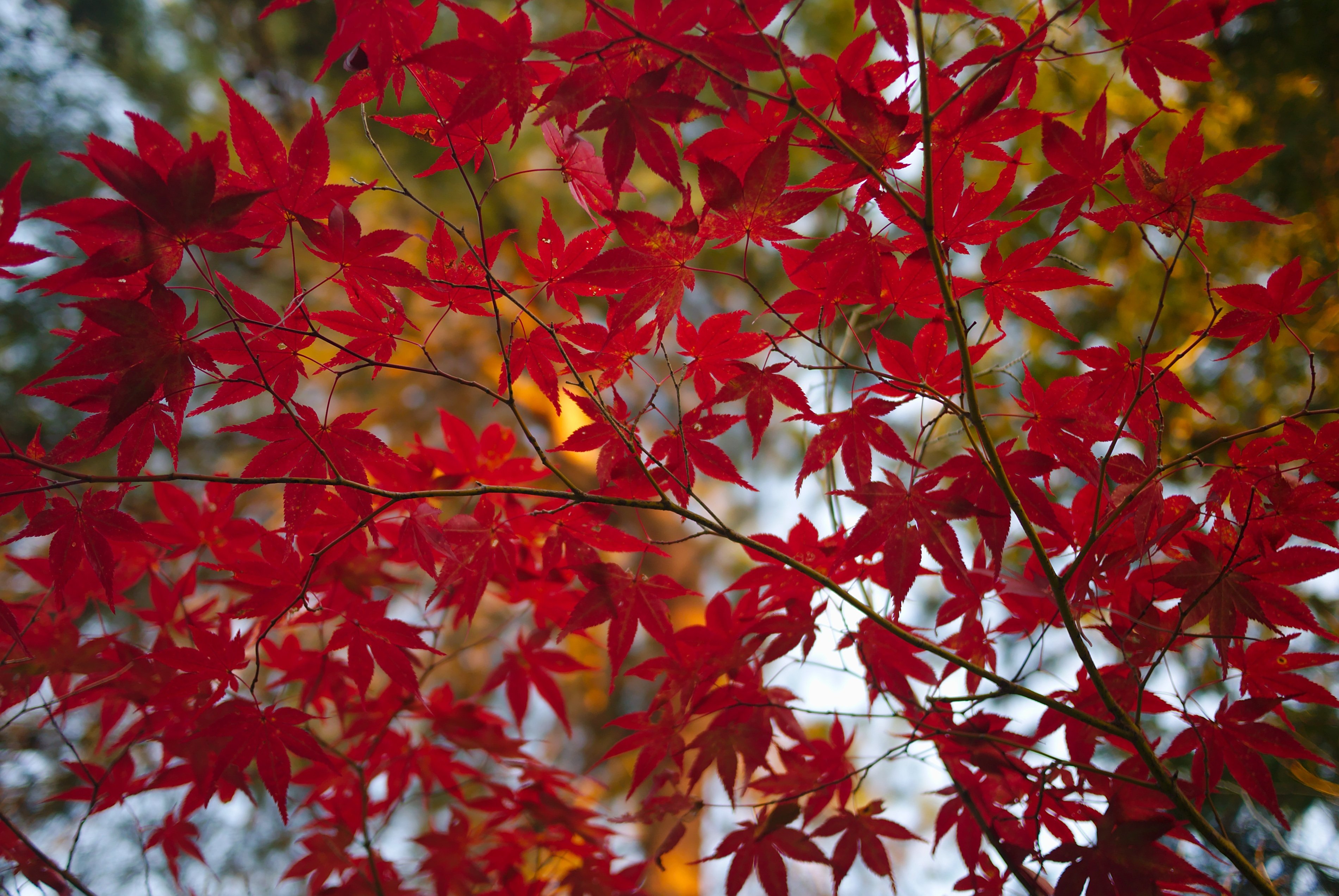 Каким цветом листья осенью. Клен канадский остролистный. Клен красный японский остролистный. Клён насыщенно-красный "канадский" (Canadian). Клён насыщенно-красный "канадский".