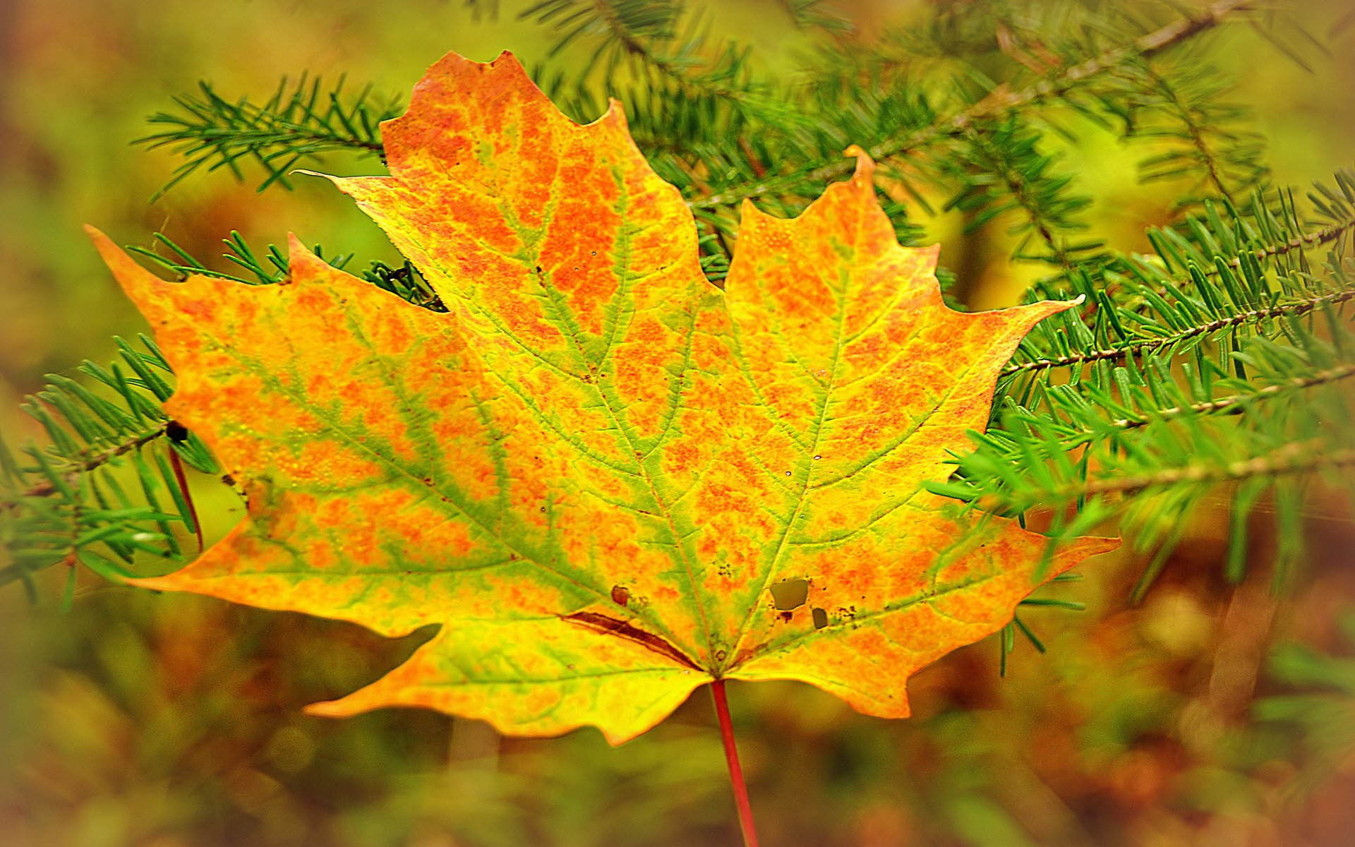 Осенний кленовый лист (64 фото) - 64 фото