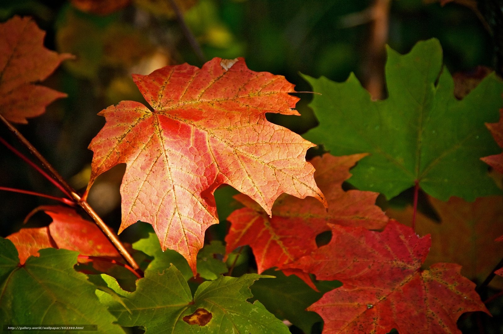 Цвет листа клена осенью. Осенний кленовый лист. Осенний клен. Осень клен. Листья клена осень.