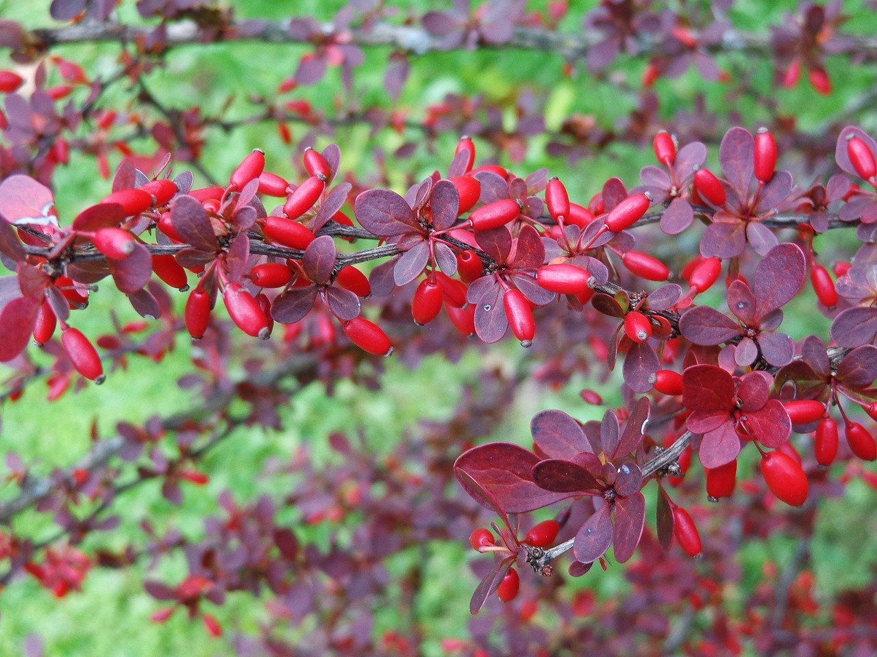 Barberries. Барбарис Тунберга обыкновенный. Барбарис Тунберга Коронита. Барбарис обыкновенный краснолистный. Барбарис Тунберга пурпурнолистный.