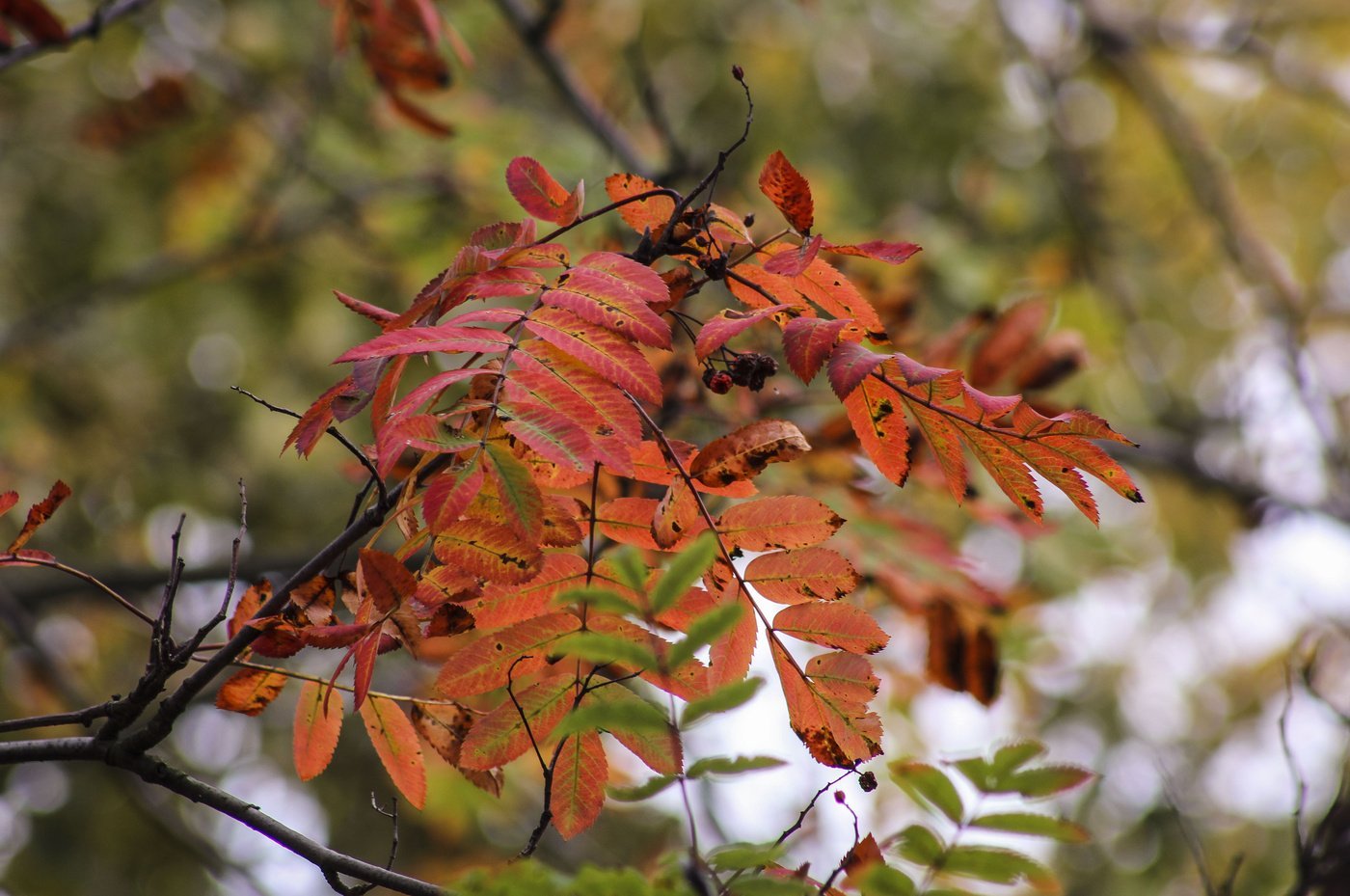 Осенний лист граба