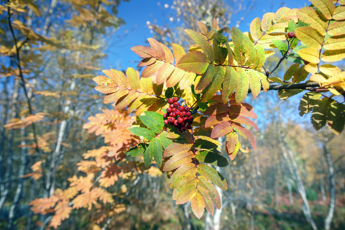 Рябина дерево осень. Сентябрь рябинник октябрь листопад. Осенняя рябина. Листья рябины осенью. Осень рябина.