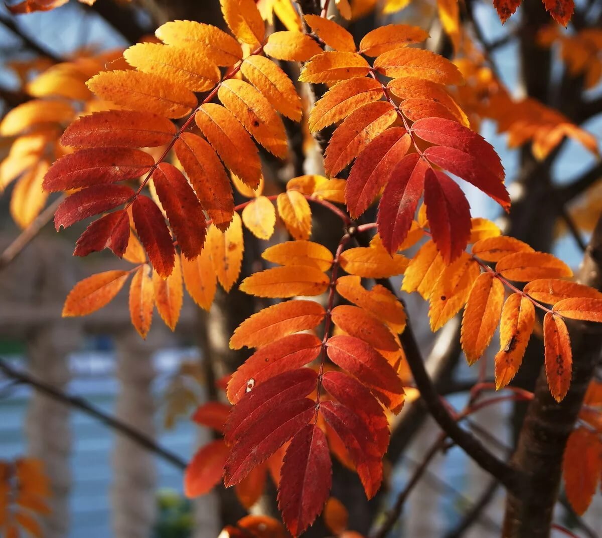 Каким цветом листья осенью. Листья рябины листья рябины. Рябина и лист рябины. Листья рябины осенью. Рябиновый лист осенью.